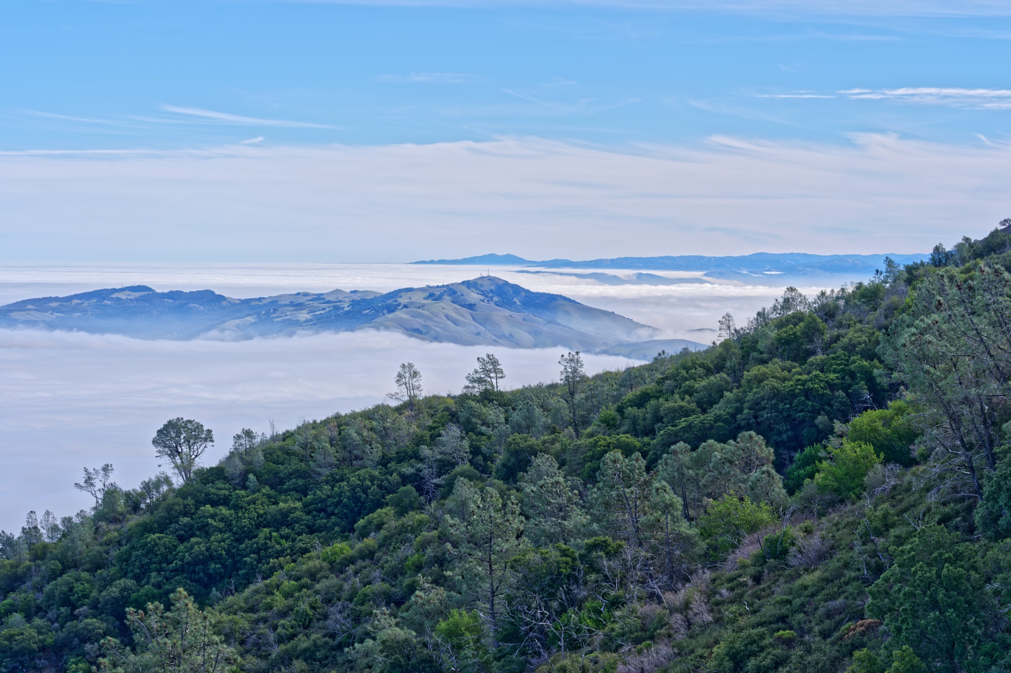 A forested hillside on Mt Diablo rises above a thick layer of fog that blankets the valley below, with distant ridges visible under a blue sky.