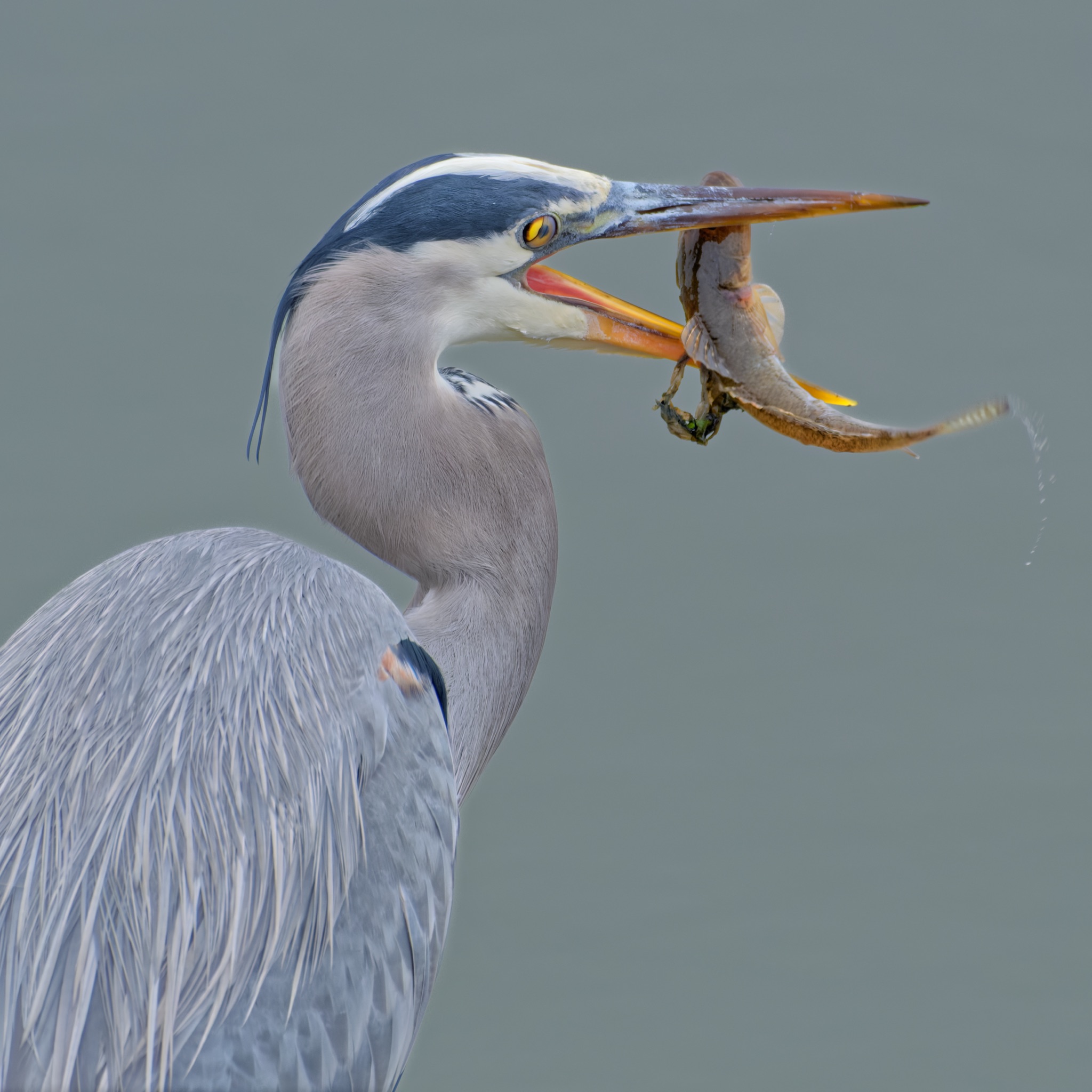 A Great Blue Heron holds a fish in its open beak, water droplets falling from the prey's tail.