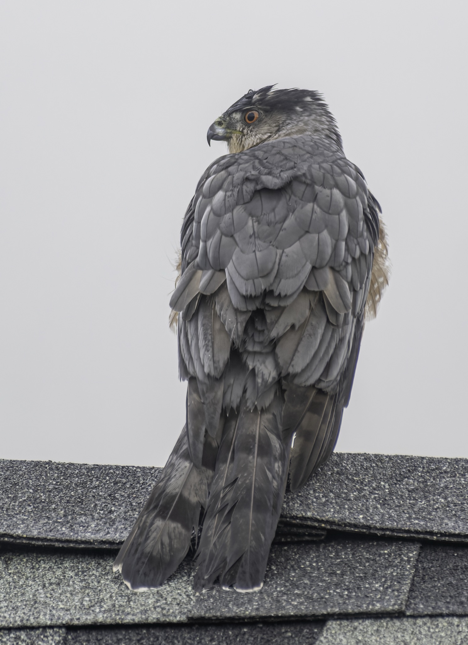 A Cooper's Hawk perches on a shingled roof ridge, its head turned back over its shoulder to look behind it.