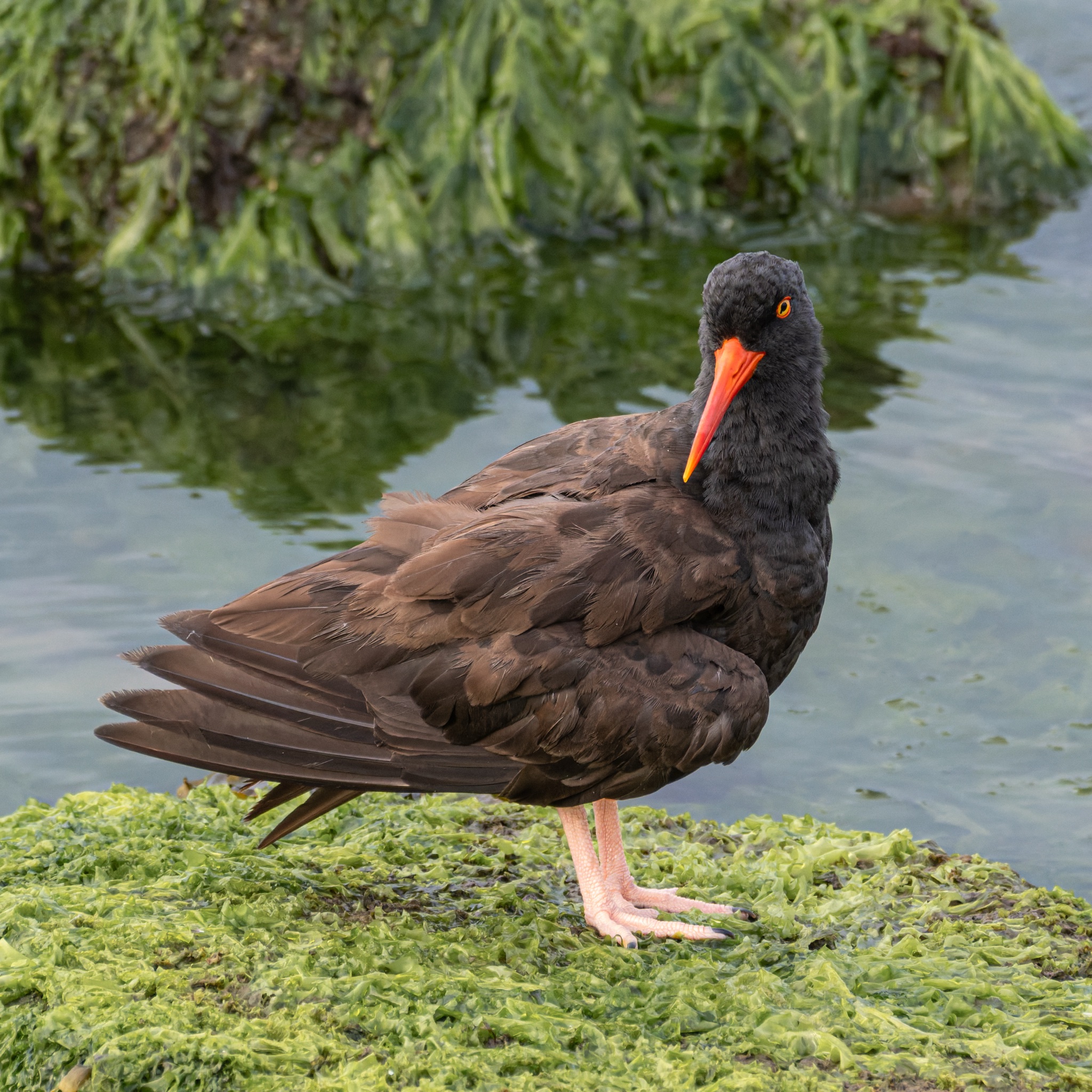 A Black Oystercatcher with a bright orange beak and pink legs stands on a rock covered in green seaweed near the water.
