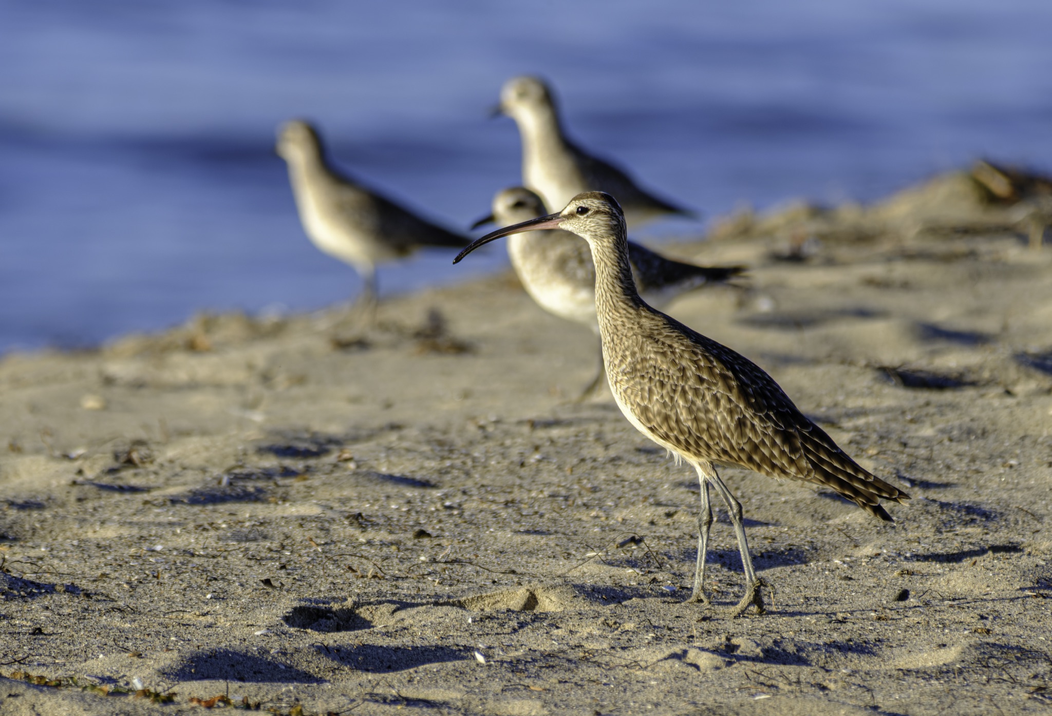 A Hudsonian Whimbrel stands on a sandy beach with three black-bellied plovers blurred in the background near the water.