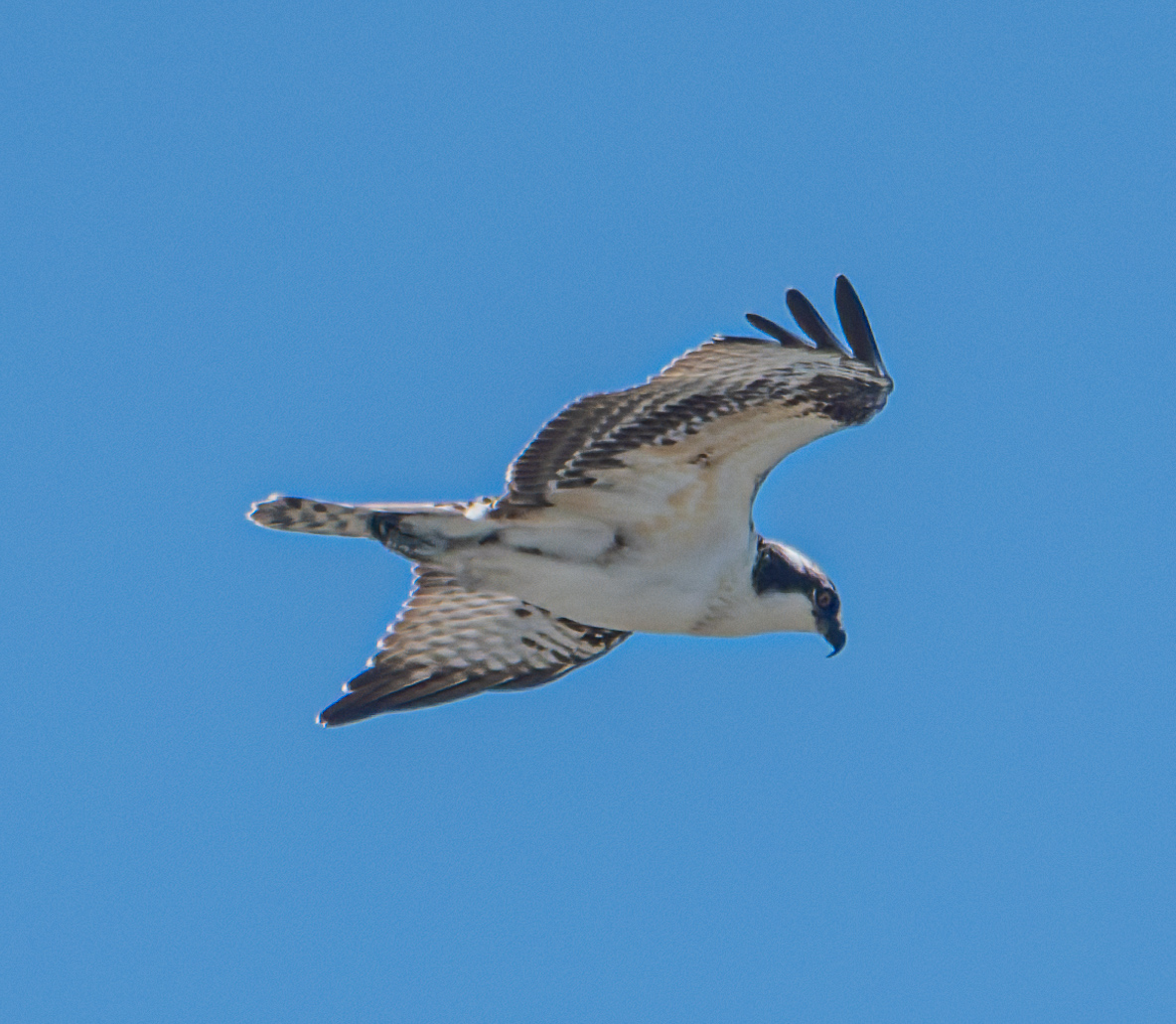An osprey glides through a clear blue sky, wings spread wide with black-tipped feathers and a white underbelly.