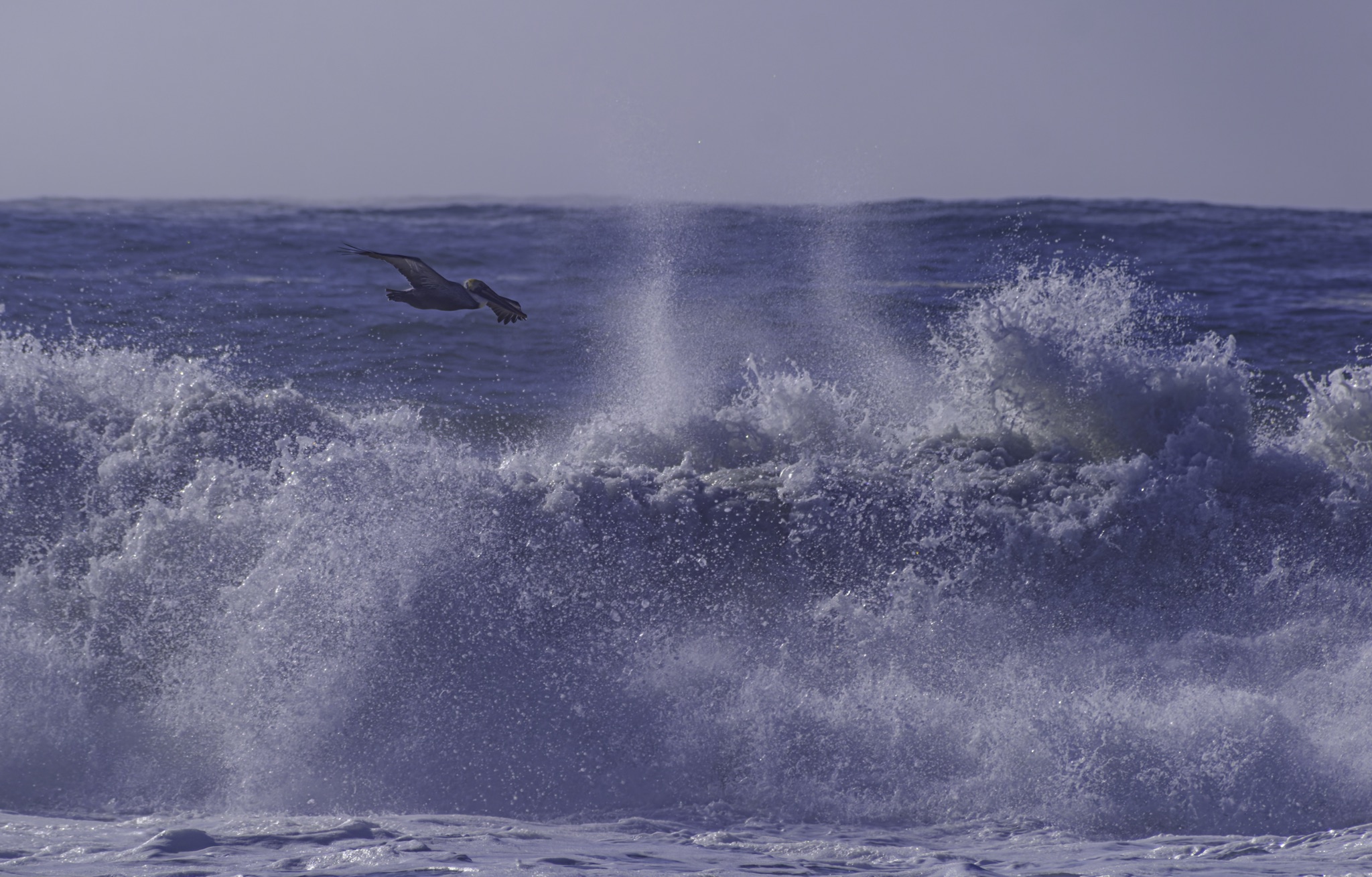 A brown pelican glides low over a crashing ocean wave, its wings spread wide against the backdrop of a calm sea and clear sky.