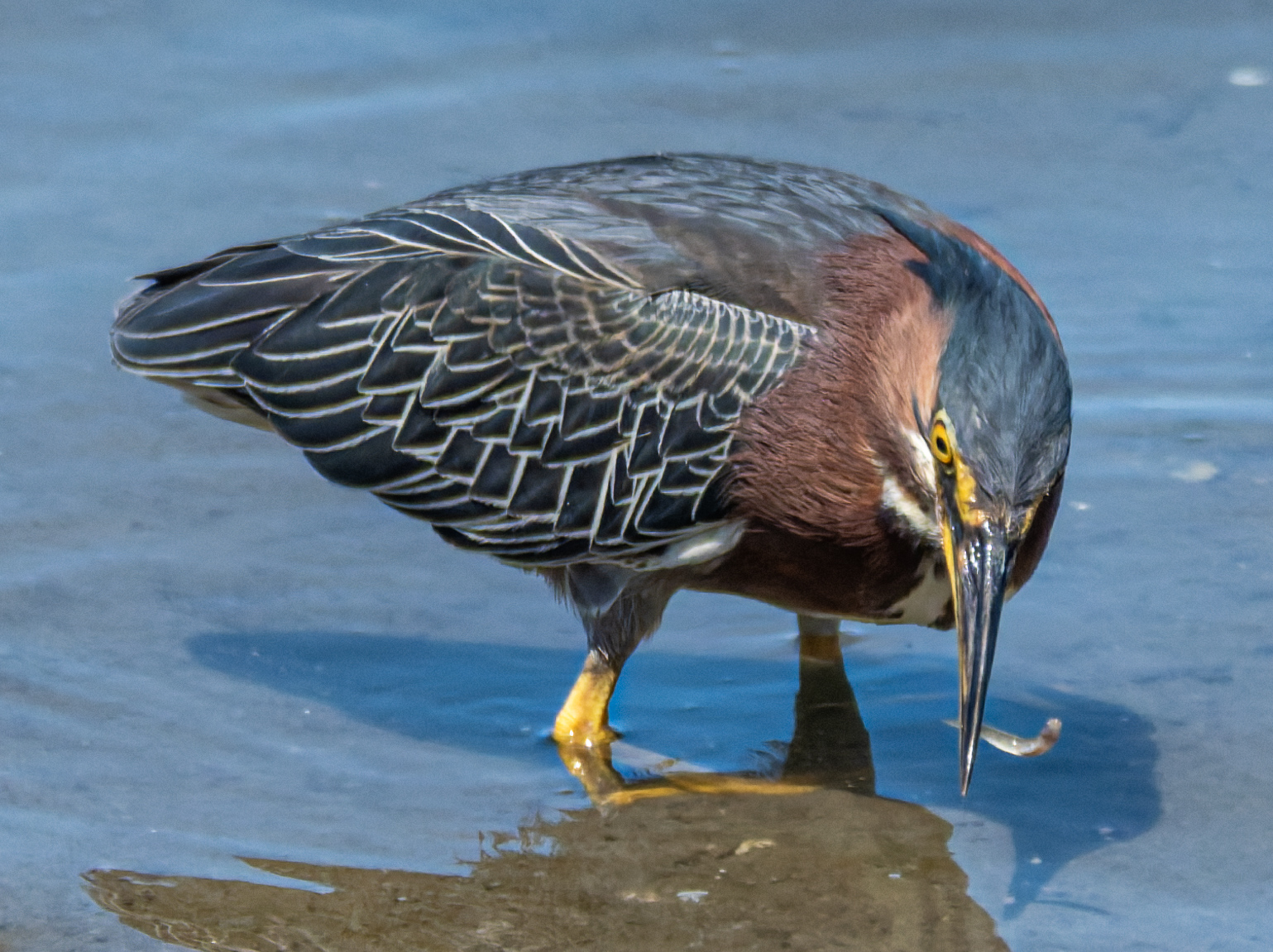 A green heron with a reddish-brown neck and black-and-white striped wings stands in shallow water, its beak holding a small fish.