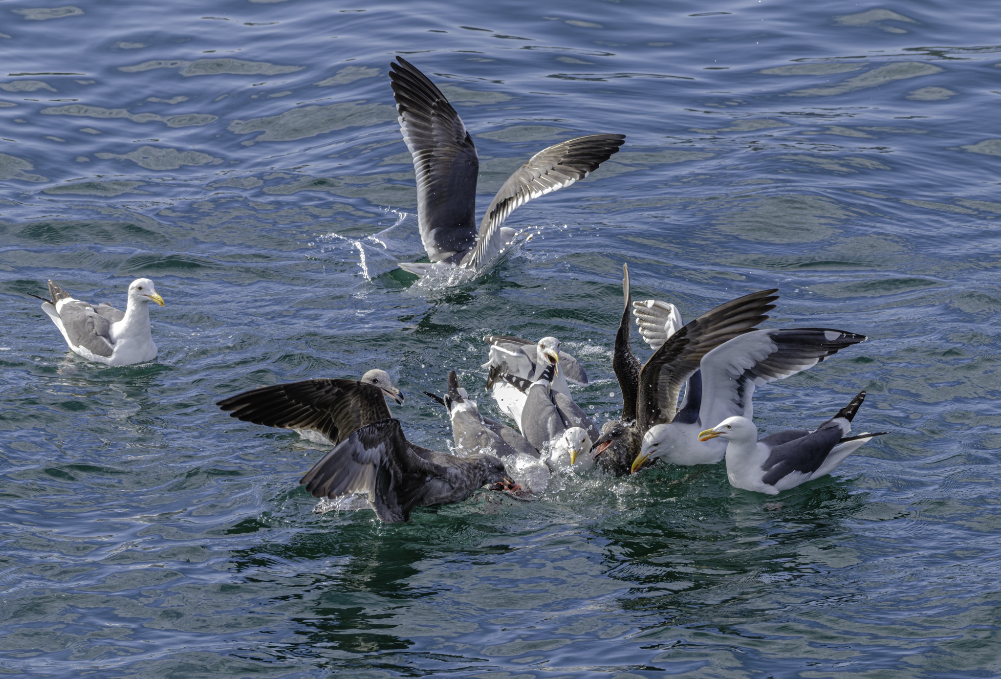 A flock of gulls and dark seabirds scramble and splash on the water's surface, wings spread, while one gull floats calmly to the left.