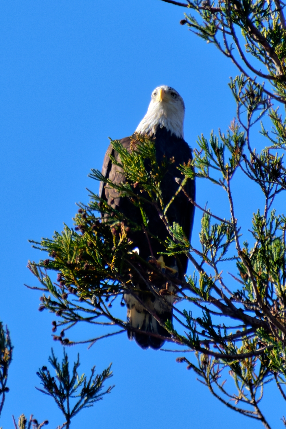A bald eagle perches on a branch of a conifer tree, looking upward against a clear blue sky.