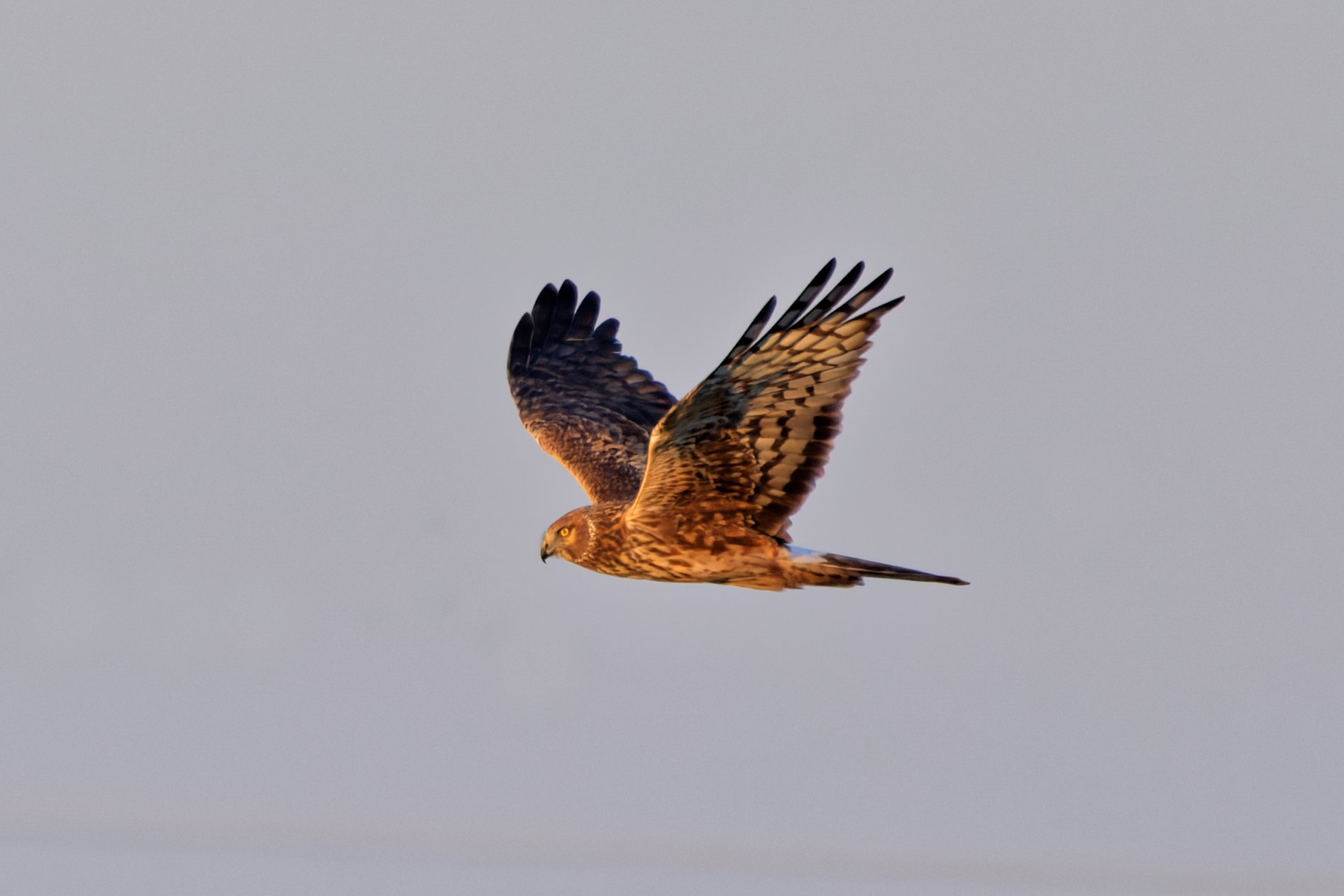 A Northern Harrier glides through the air with its wings fully spread, revealing the intricate patterns on its feathers.