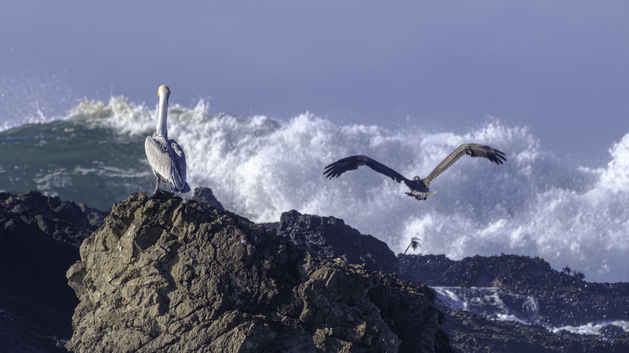 Two brown pelicans at Pescadero Beach, one perched on a rocky outcrop and one flying with wings spread, as a large wave crashes behind them.