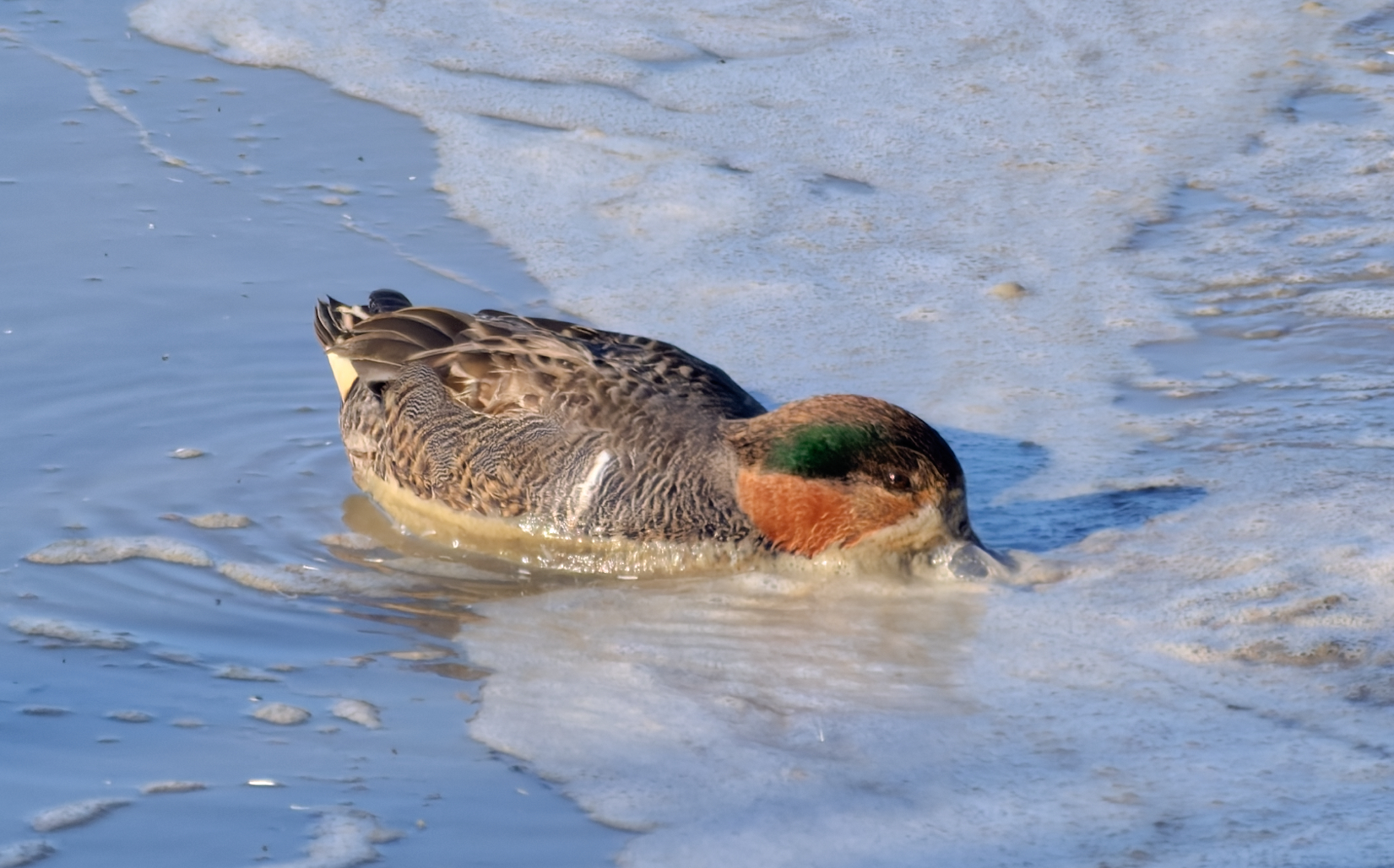 A green-winged teal with a reddish-brown head and green eye patch swims through shallow water bordered by white foam.