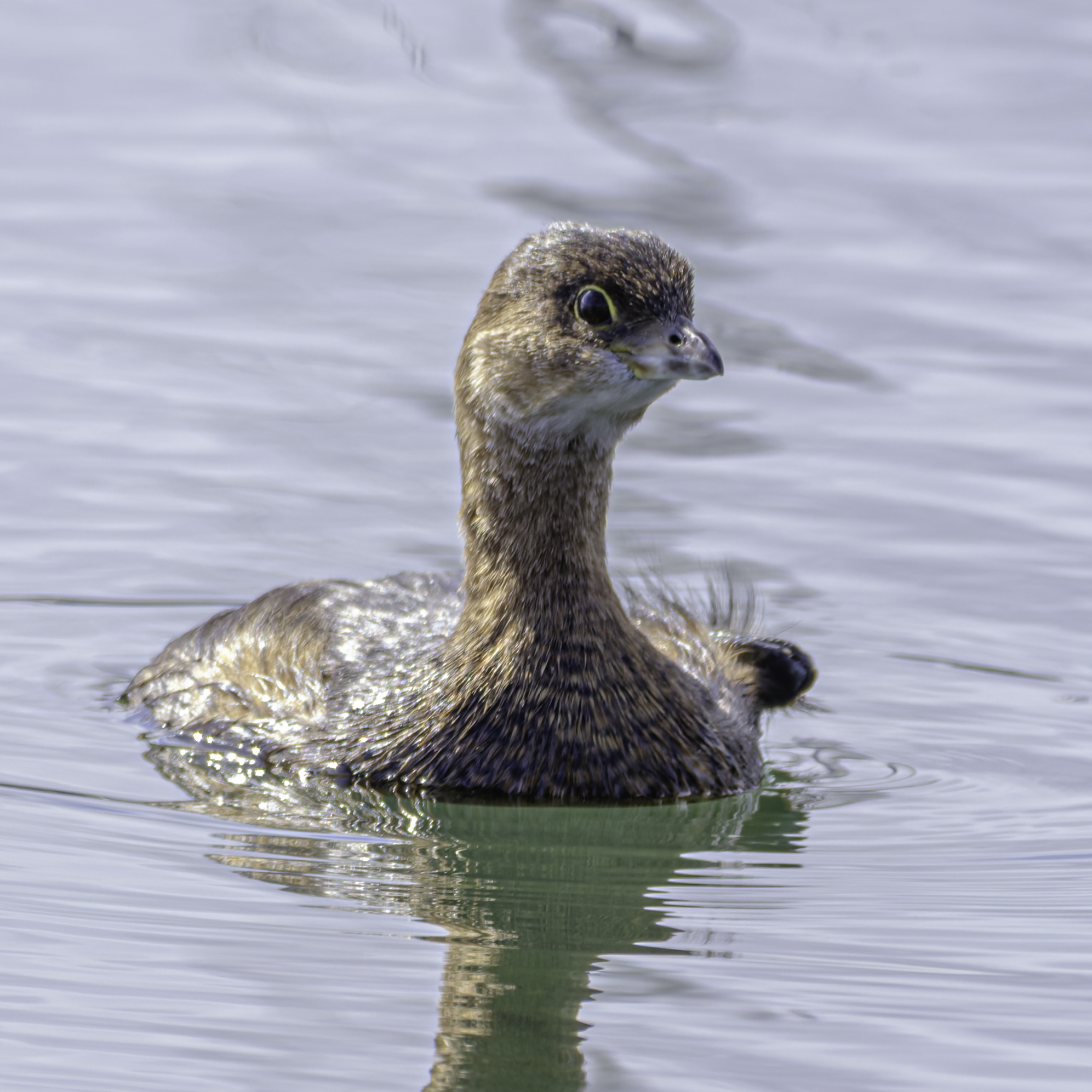 A pied-billed grebe with a long neck and dark eyes swims on calm water, its reflection visible below.