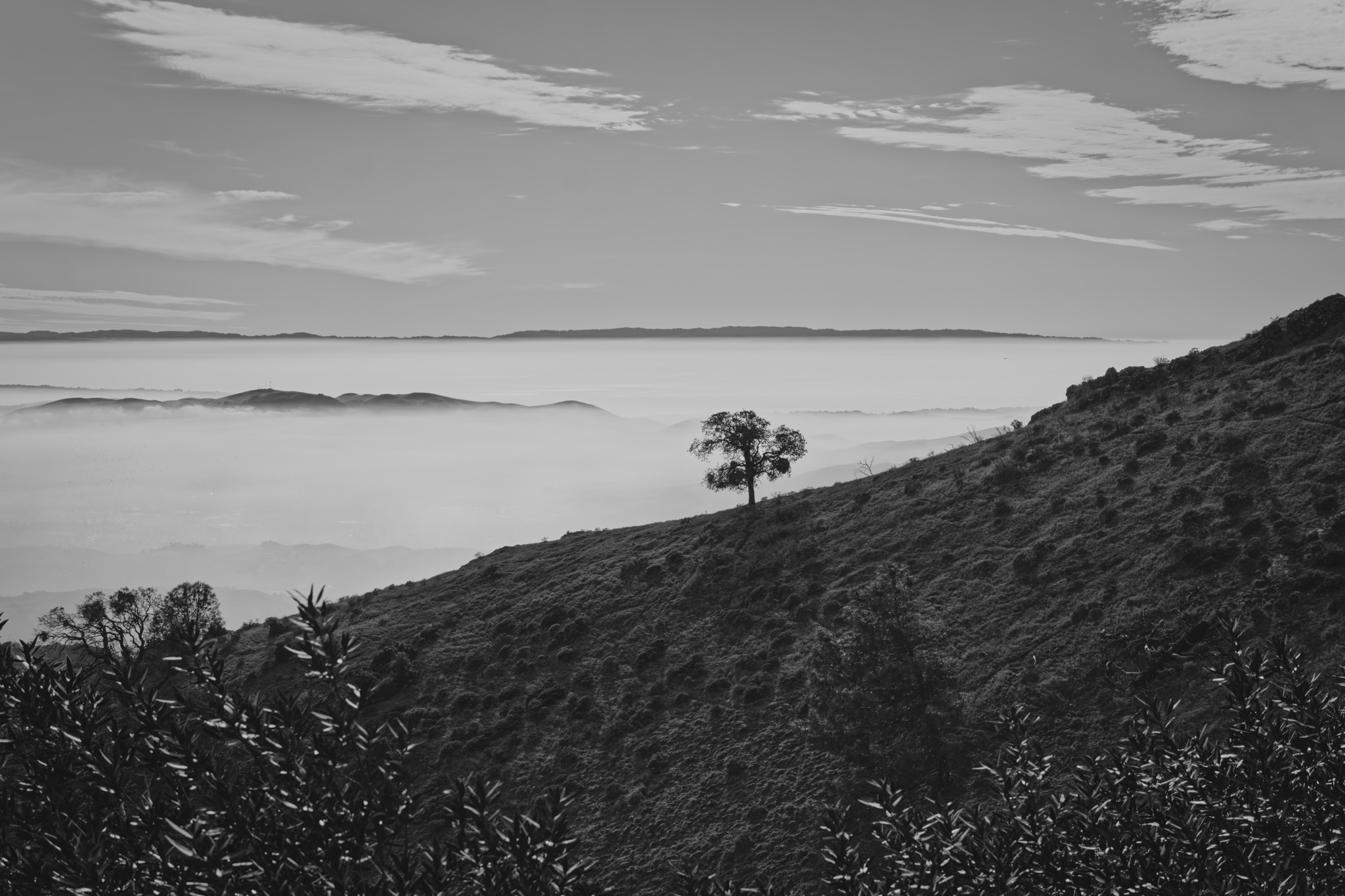 A solitary tree stands on a grassy hillside above a sea of fog, with distant ridges and a cloudy sky beyond.
