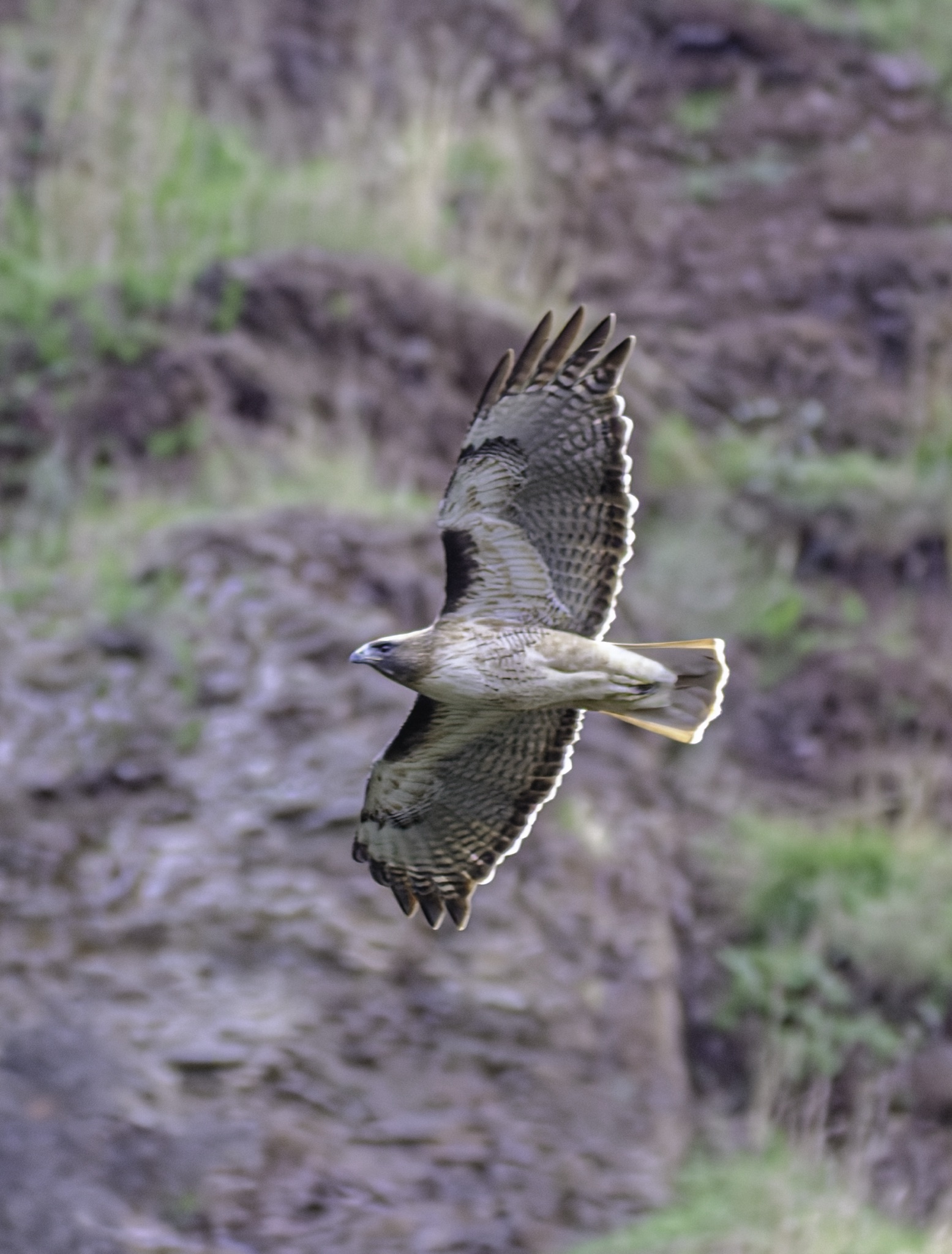 A red-tailed hawk soars with wings fully spread, its brown and white plumage detailed against a blurred rocky hillside.