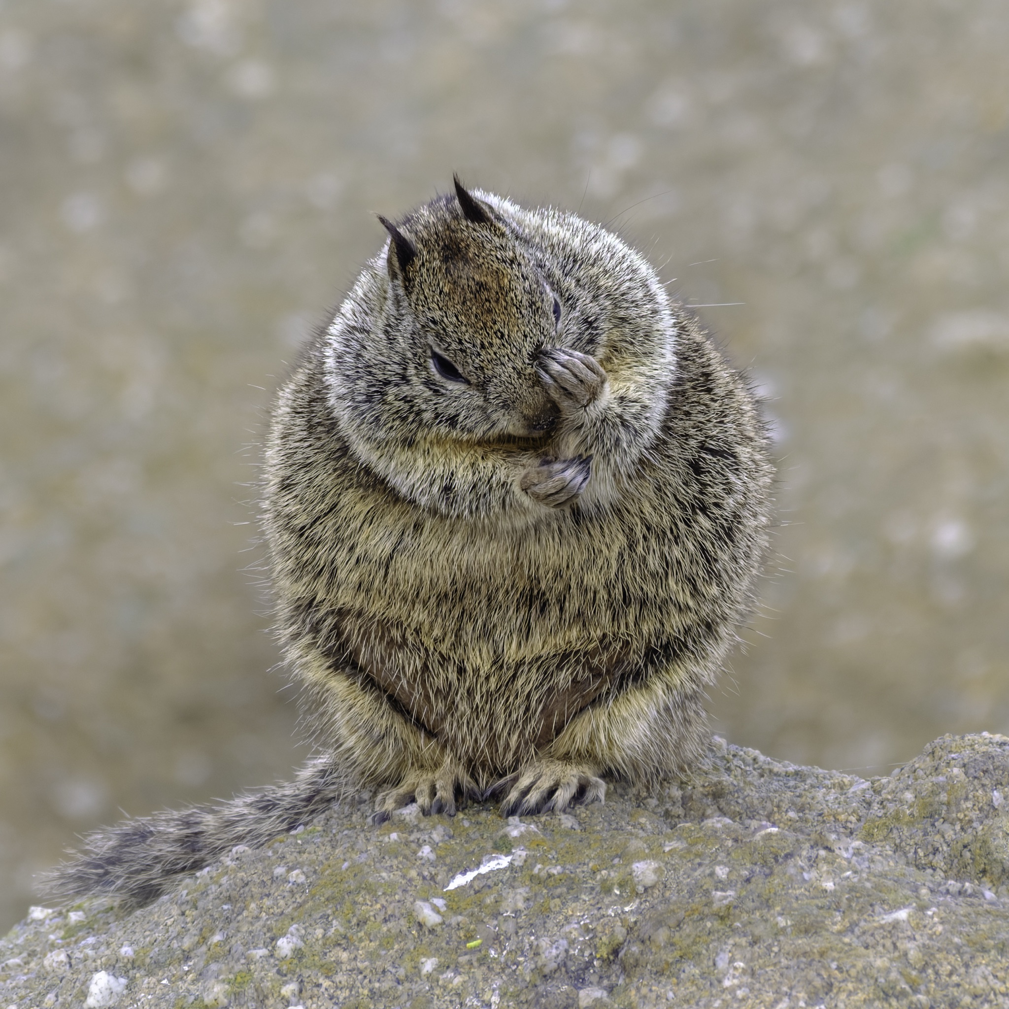 A California ground squirrel sits on a mossy rock, grooming its face with its front paws.