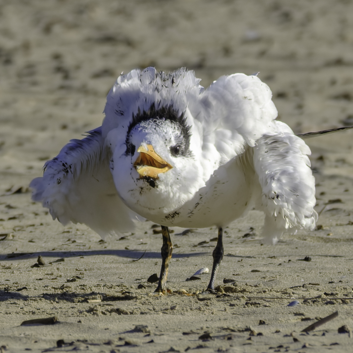 A Royal Tern with its beak open and feathers puffed up stands on a sandy beach.
