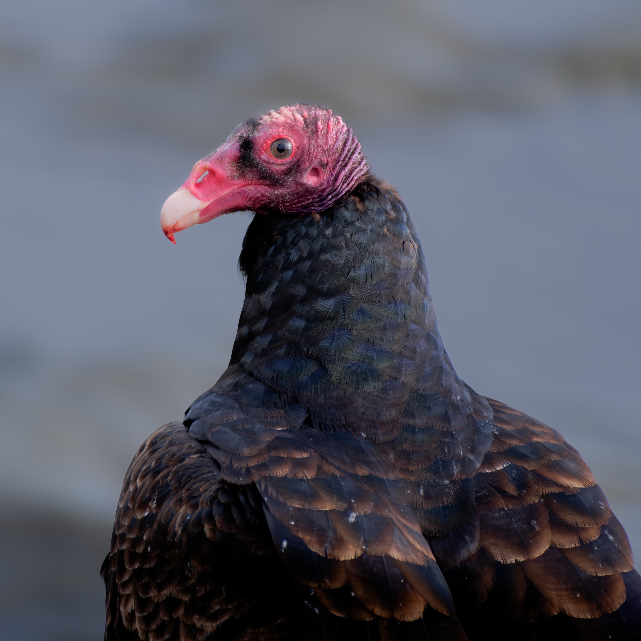A turkey vulture with a wrinkled red head and dark brown feathers stands in profile against a soft, out-of-focus gray background.