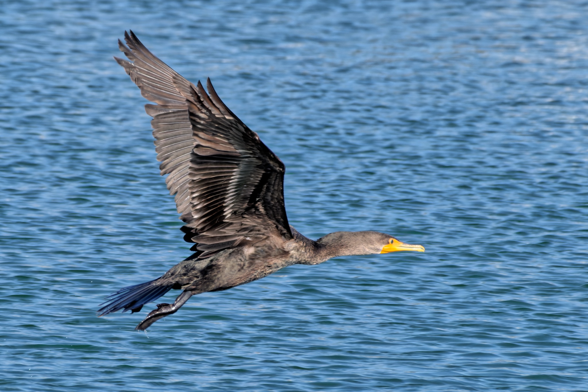 A Double-crested Cormorant glides low over blue water with wings fully spread and its yellow beak pointing forward.