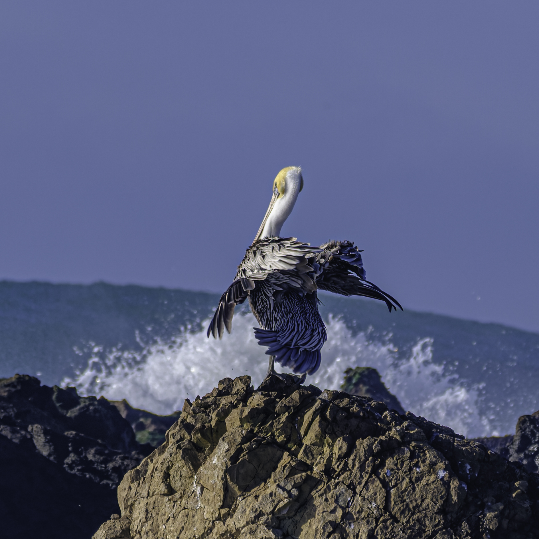 A brown pelican perches on a rugged rock, wings spread wide, as ocean waves crash behind it under a clear blue sky.