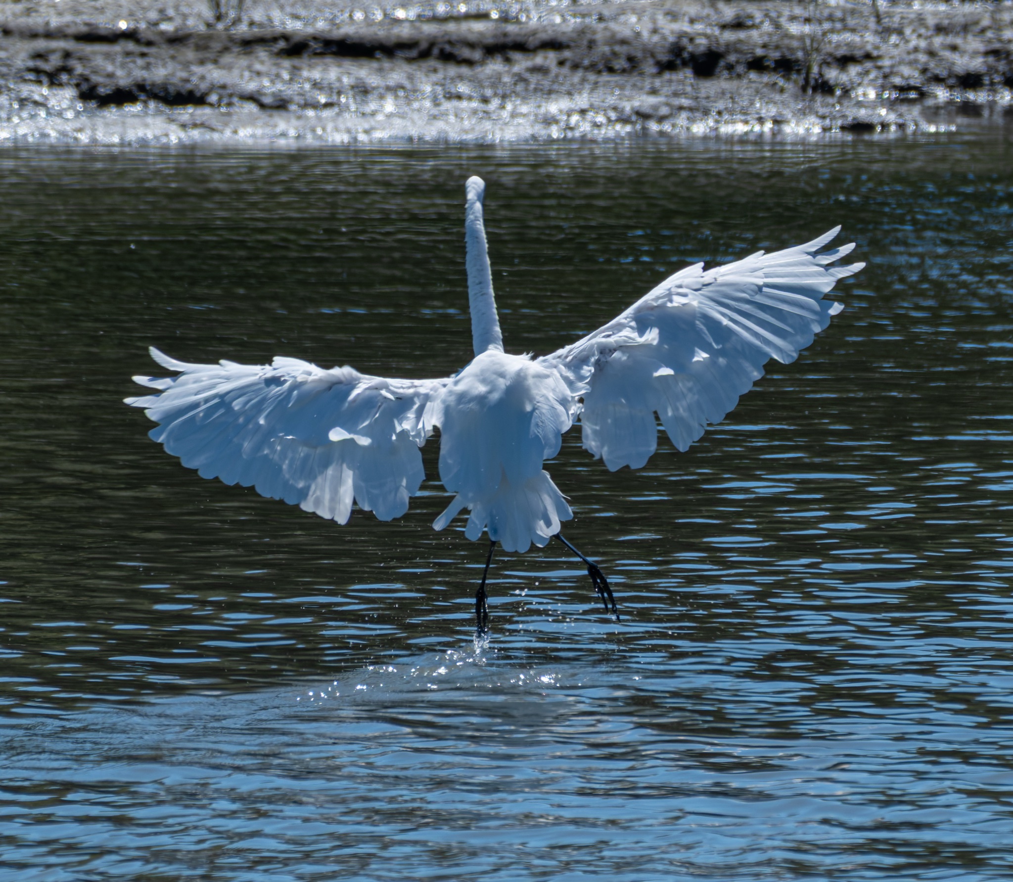 A Great Egret with wings spread wide and legs extended, landing on the surface of a calm body of water.