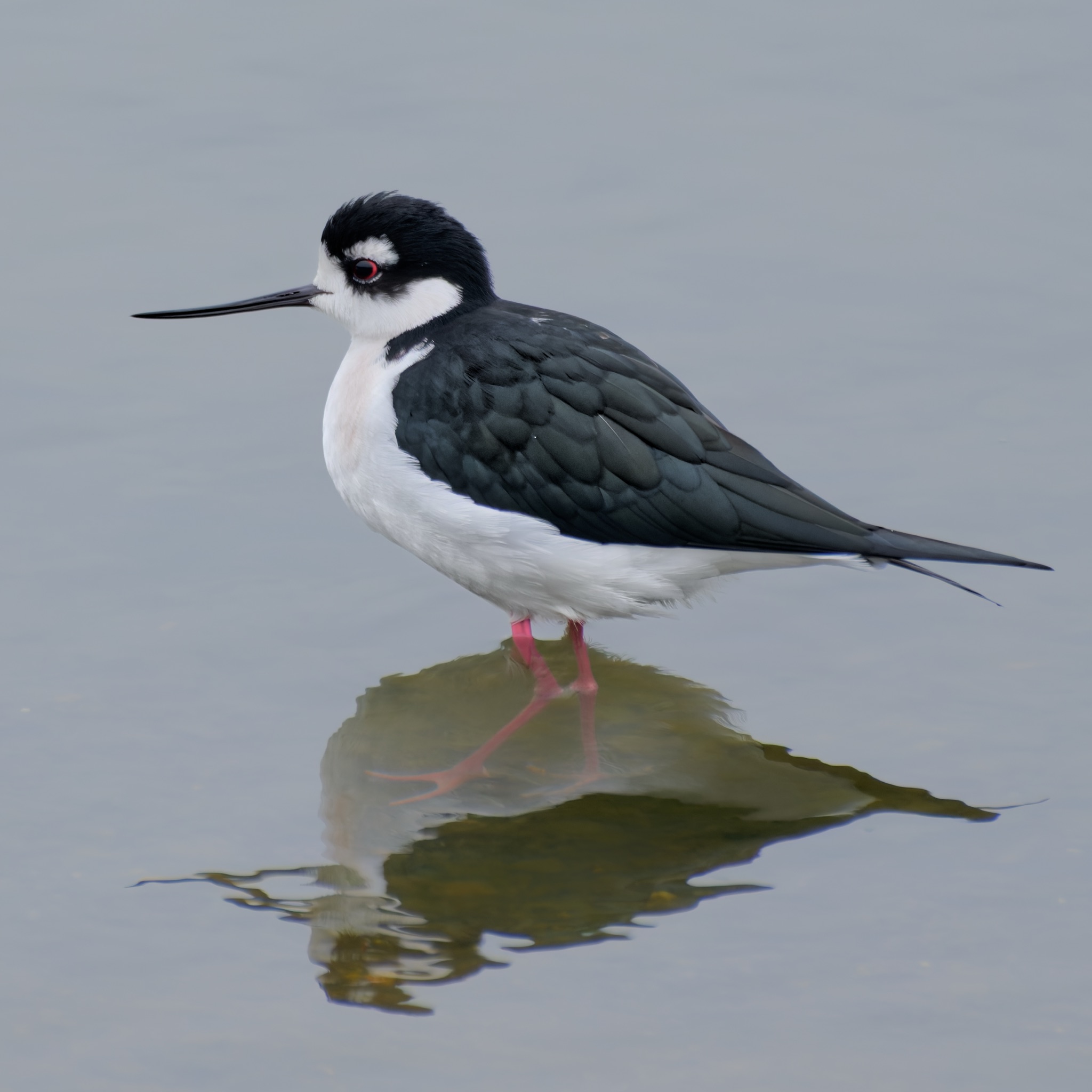 A Black-necked Stilt with black and white plumage and pink legs stands in shallow water, its reflection visible below.