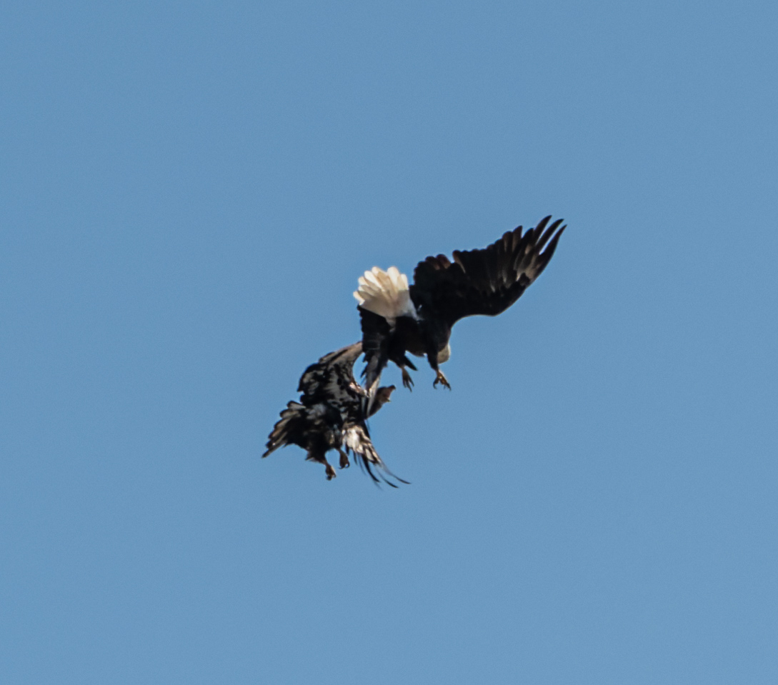 Two bald eagles in mid-air combat, one with wings spread wide and the other tumbling below, set against a clear blue sky.