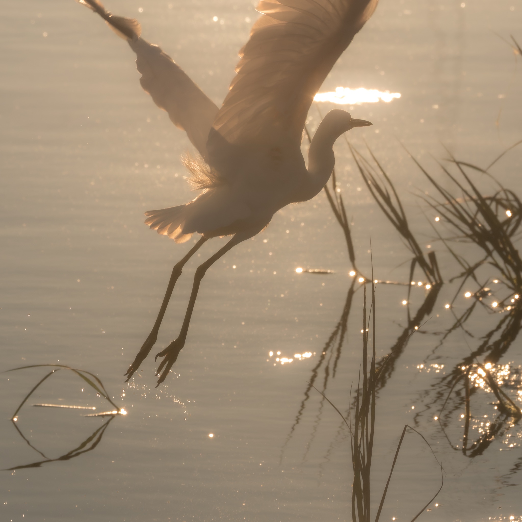 A Great Egret flies low over a calm lake at sunset, its wings spread wide and long legs trailing behind as it glides past silhouetted reeds.