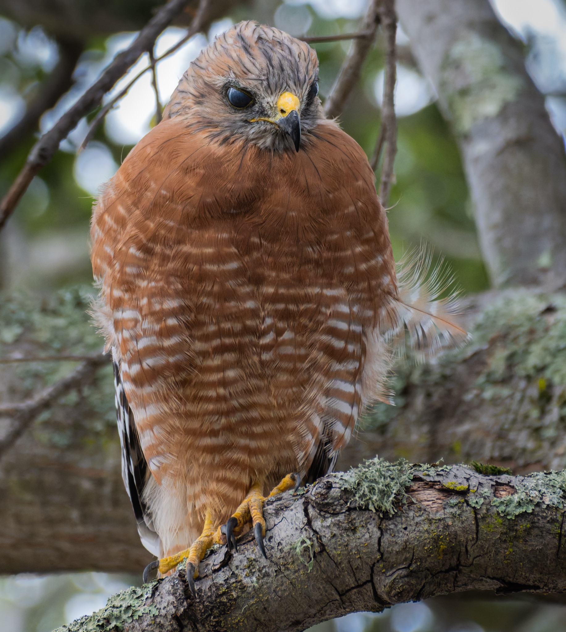 A red-shouldered hawk perches on a lichen-covered branch, its ruffled chest feathers and yellow talons visible against a blurred forest background.