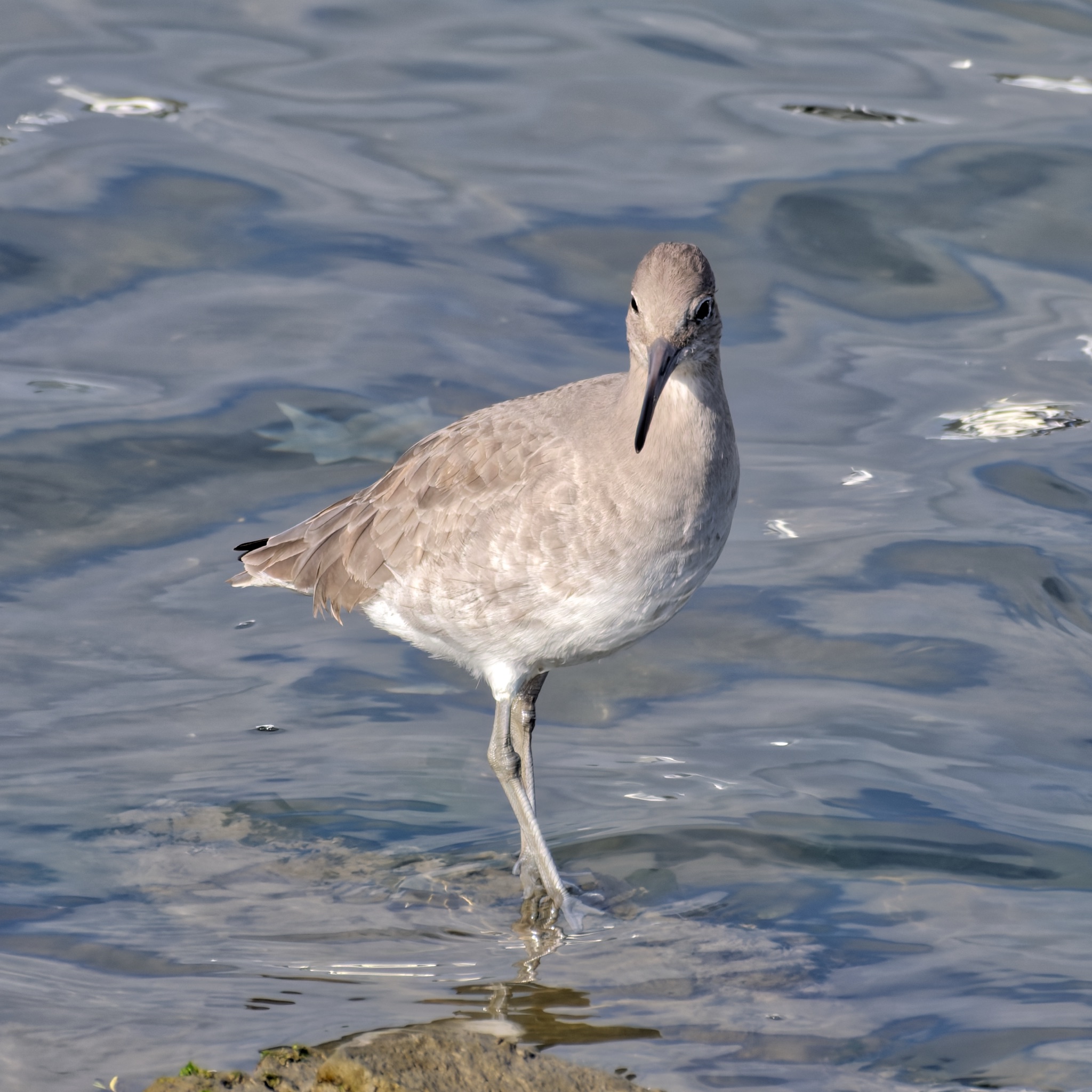 A Willet with a long, bill stands in shallow water, its reflection visible on the rippled surface.