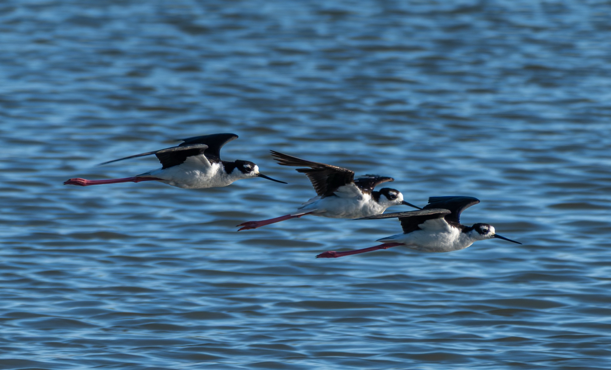 Three Black-necked Stilts with long red legs and black-and-white plumage fly in a diagonal line over blue rippling water.