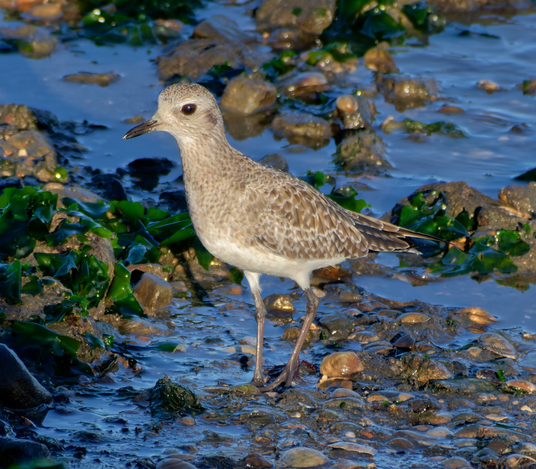 A Black-bellied Plover stands on a wet, rocky shoreline scattered with green seaweed and small shells.