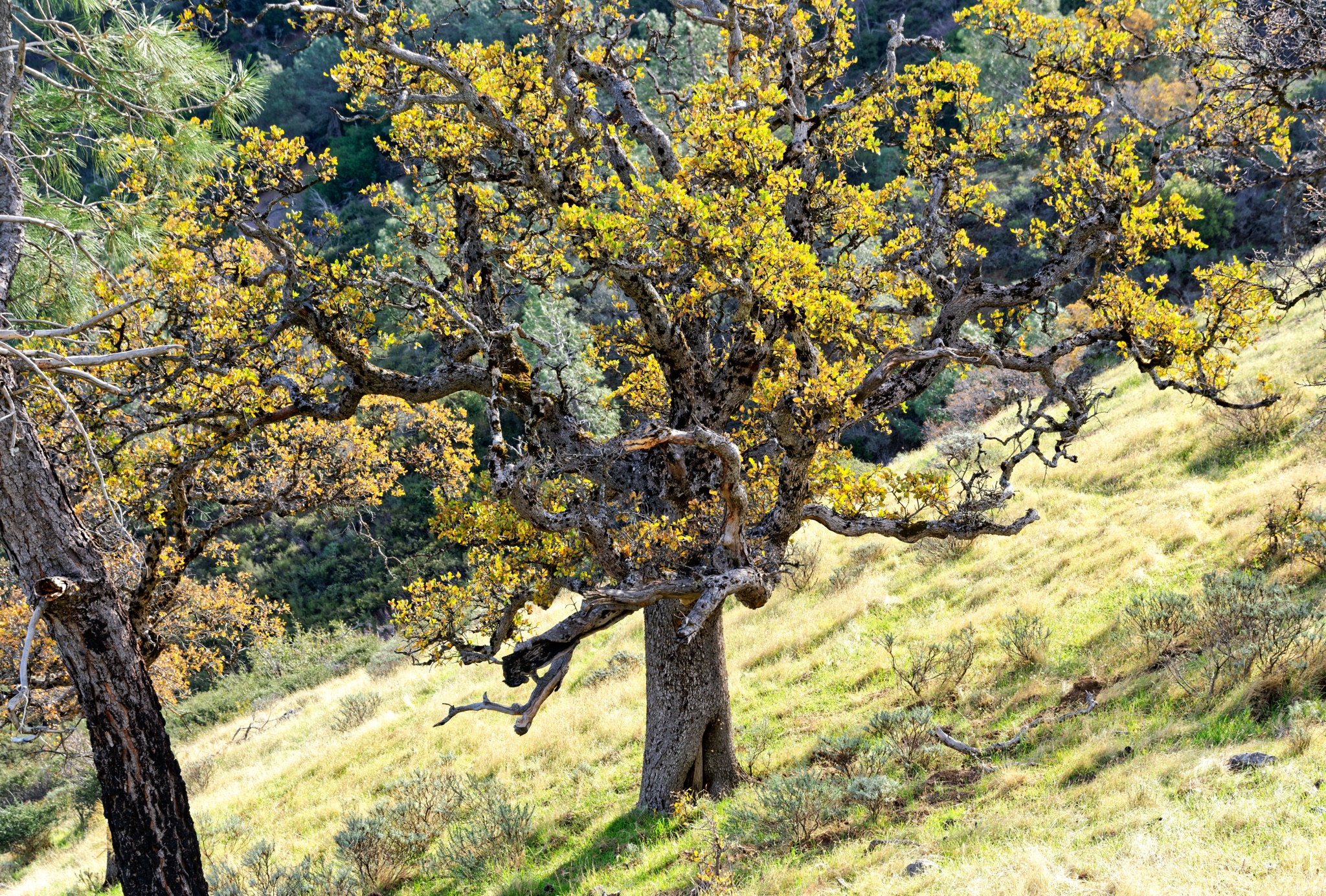A gnarled oak tree with yellow autumn leaves stands on a grassy hillside, its twisted branches spreading wide against a backdrop of green forest.