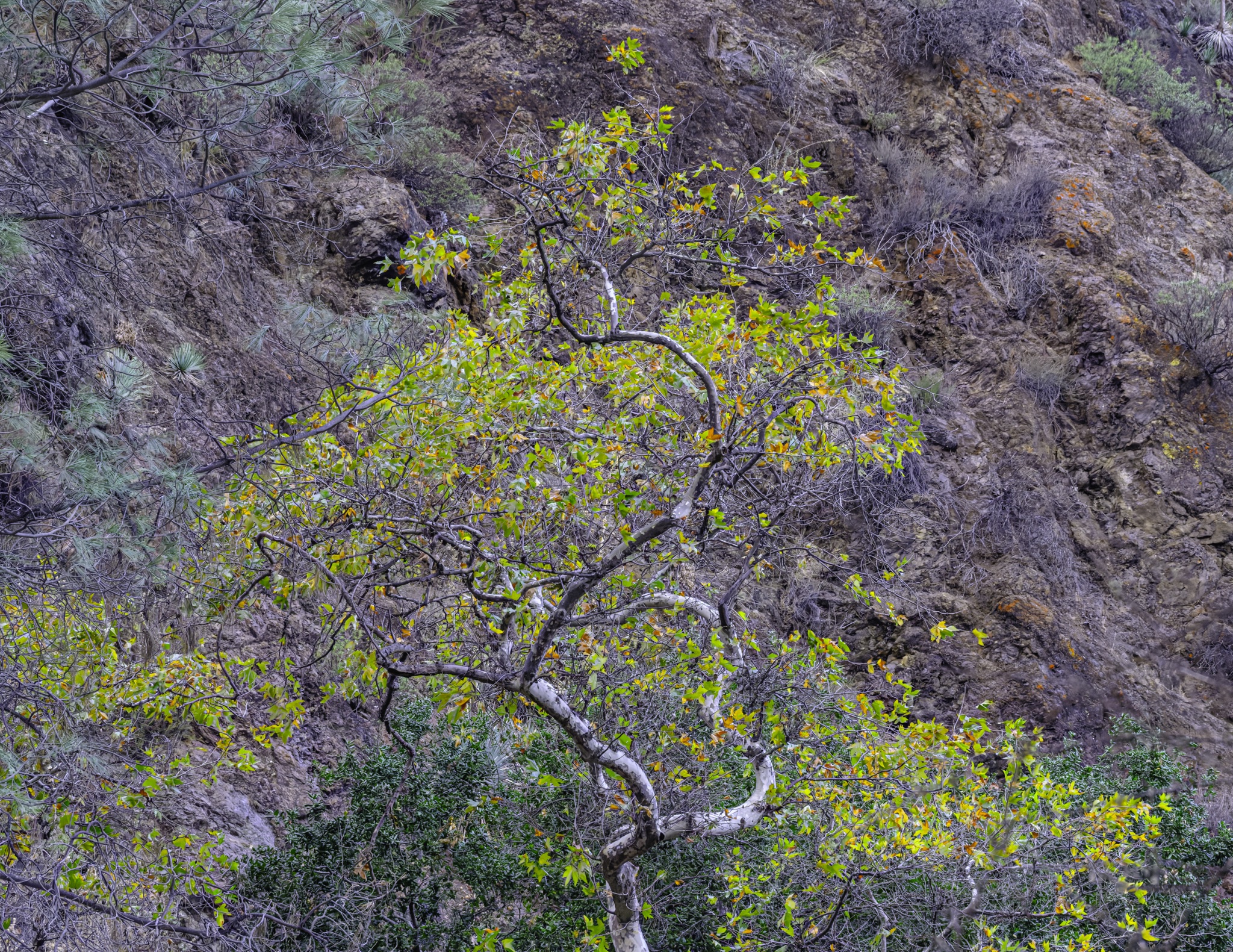 A gnarled tree with pale bark and yellow-green leaves grows on a steep, rocky hillside dotted with dry brush and low shrubs.