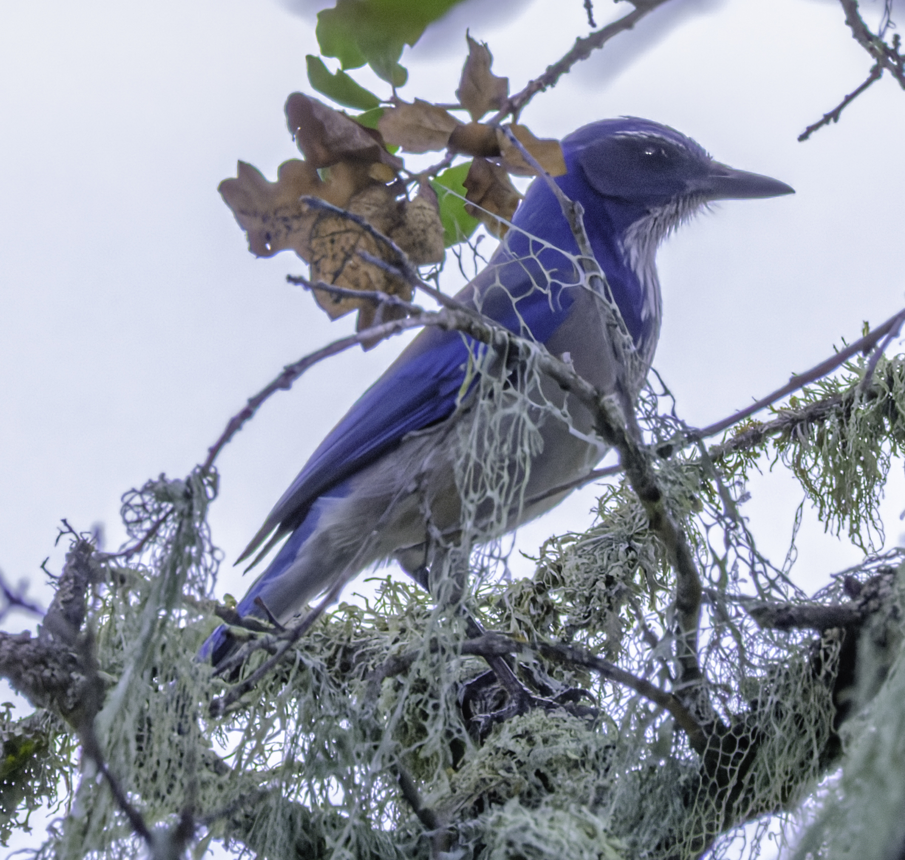 A California Scrub-Jay perches on a lichen-covered branch, its blue and grey plumage contrasting with the pale sky and dry oak leaves.
