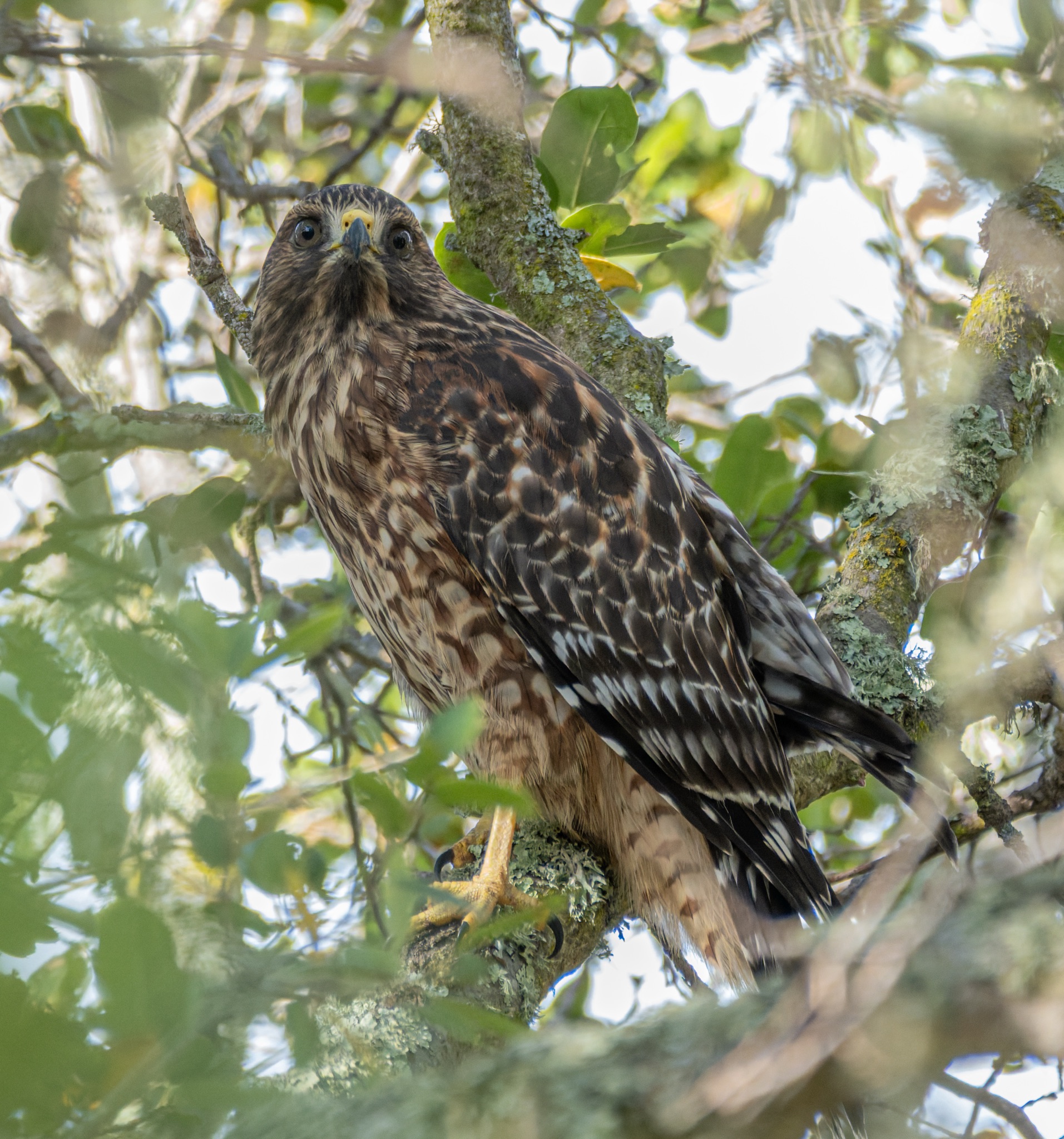 A red-shouldered hawk perches on a mossy tree branch, its brown and white patterned feathers contrasting with the green leaves around it.