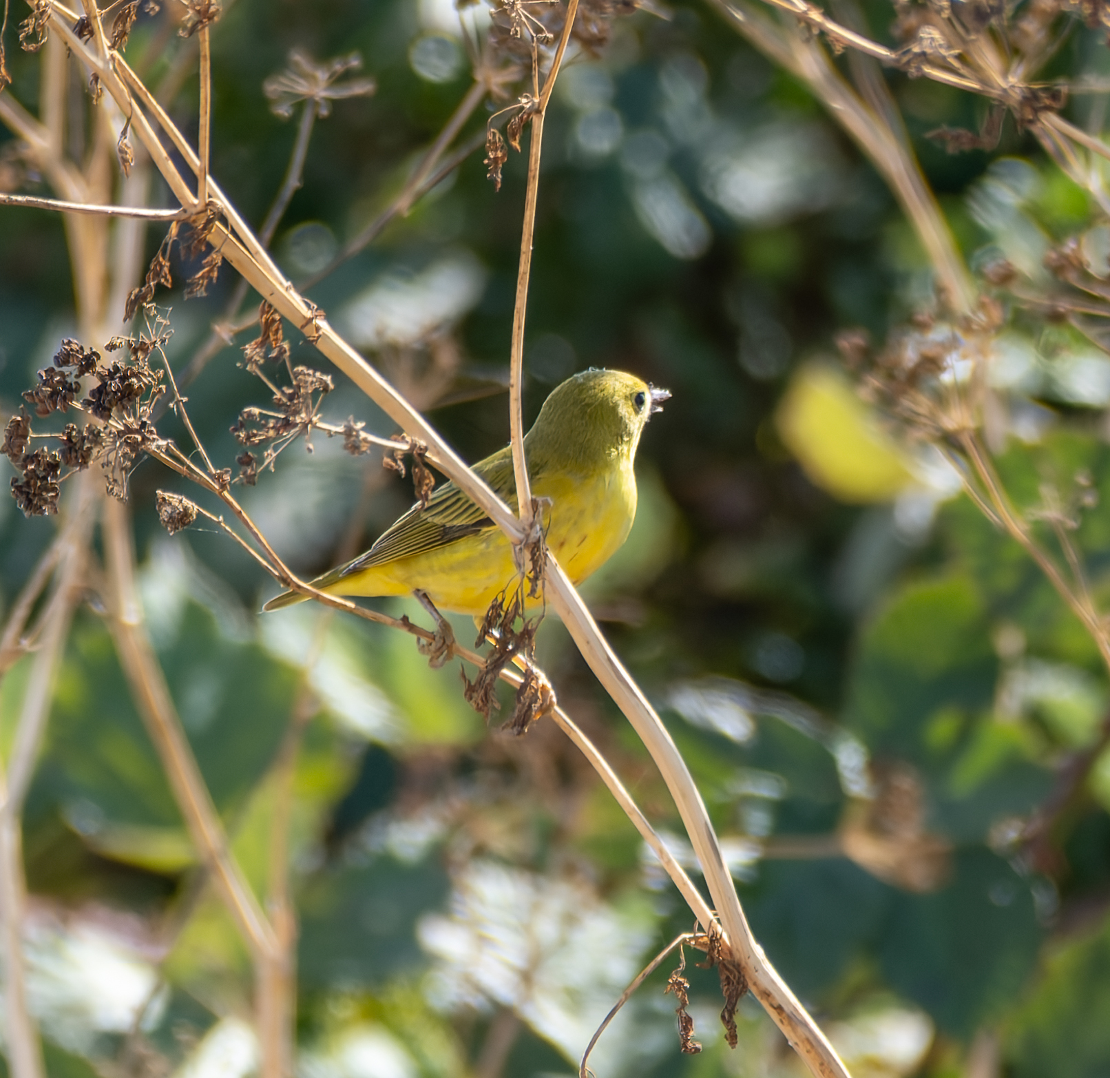 A yellow warbler perches on a dry, brown plant stem, holding a small insect in its beak.