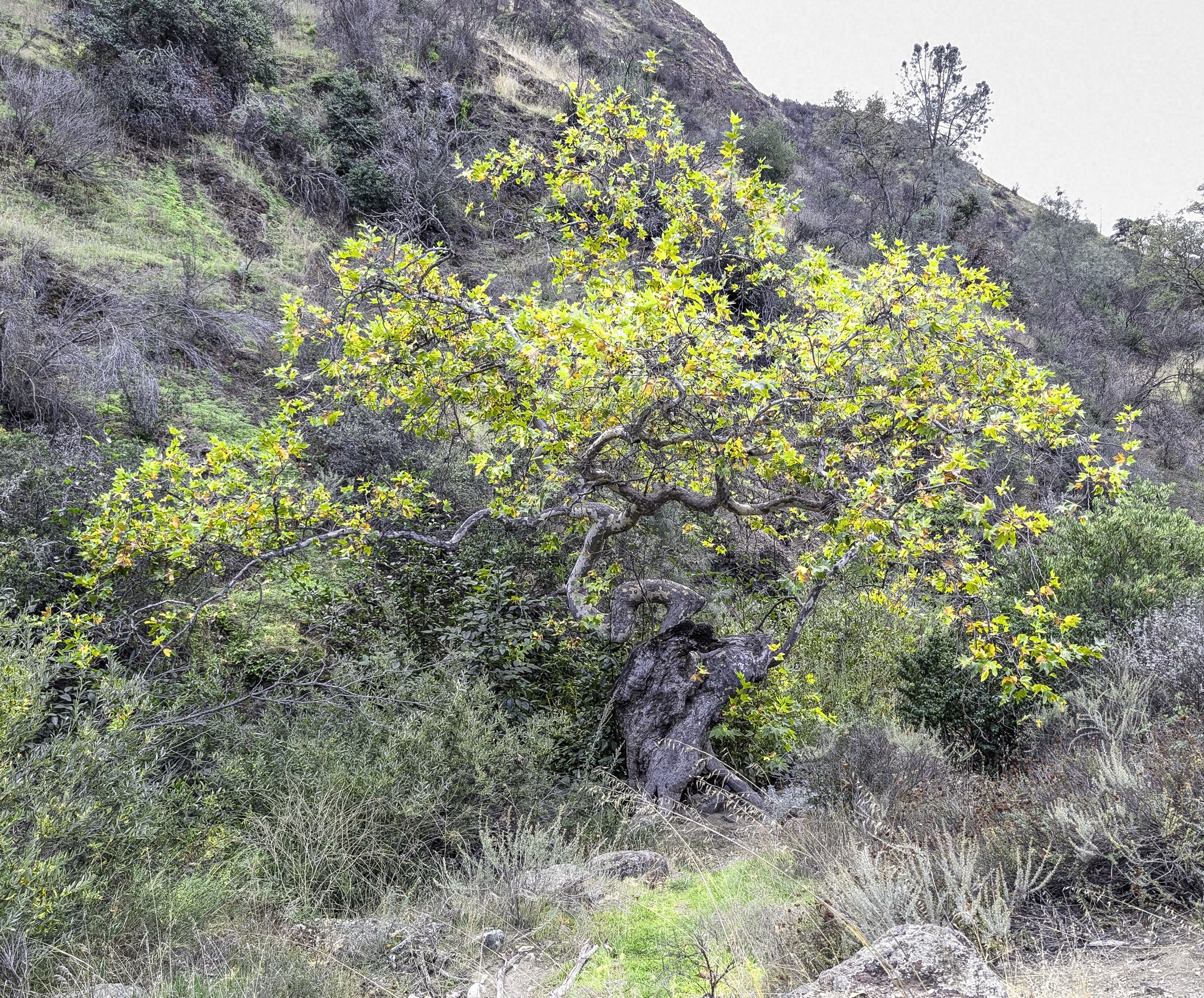 A gnarled oak tree with bright green leaves grows on a hillside covered in dry grass and shrubs.