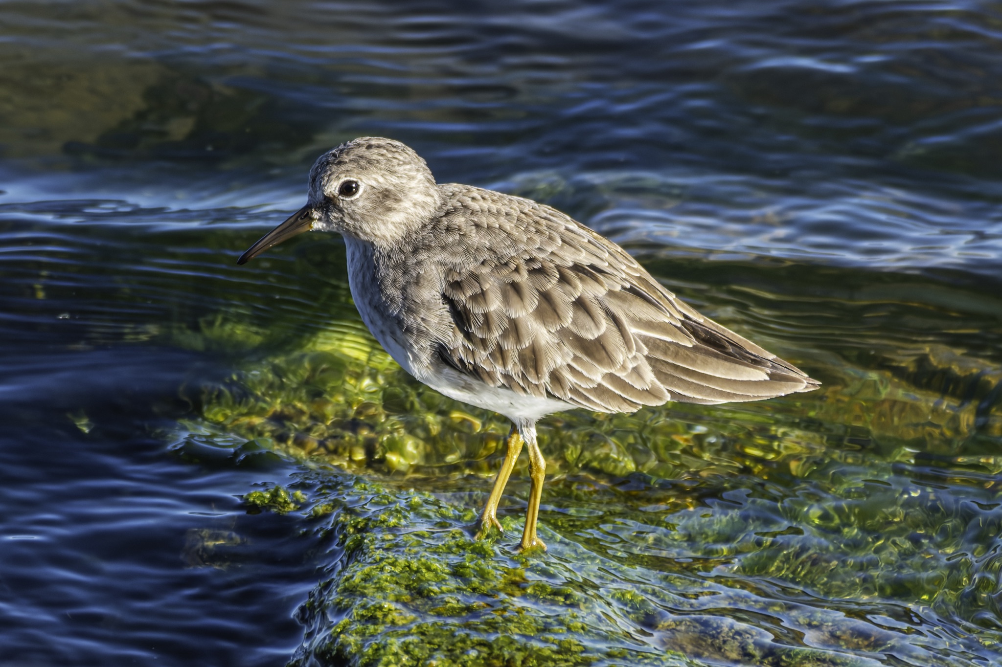 A Least Sandpiper with mottled brown and white feathers and yellow legs stands on a mossy rock in shallow, rippling water.