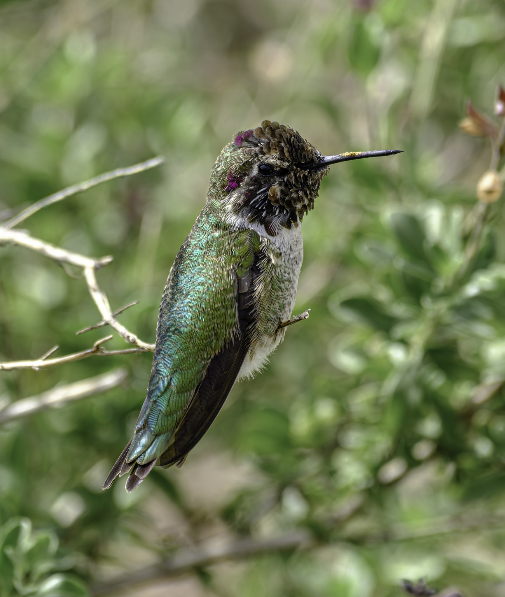 A small hummingbird with iridescent green feathers and a rose-magenta crown perches on a thin branch against a blurred green background.