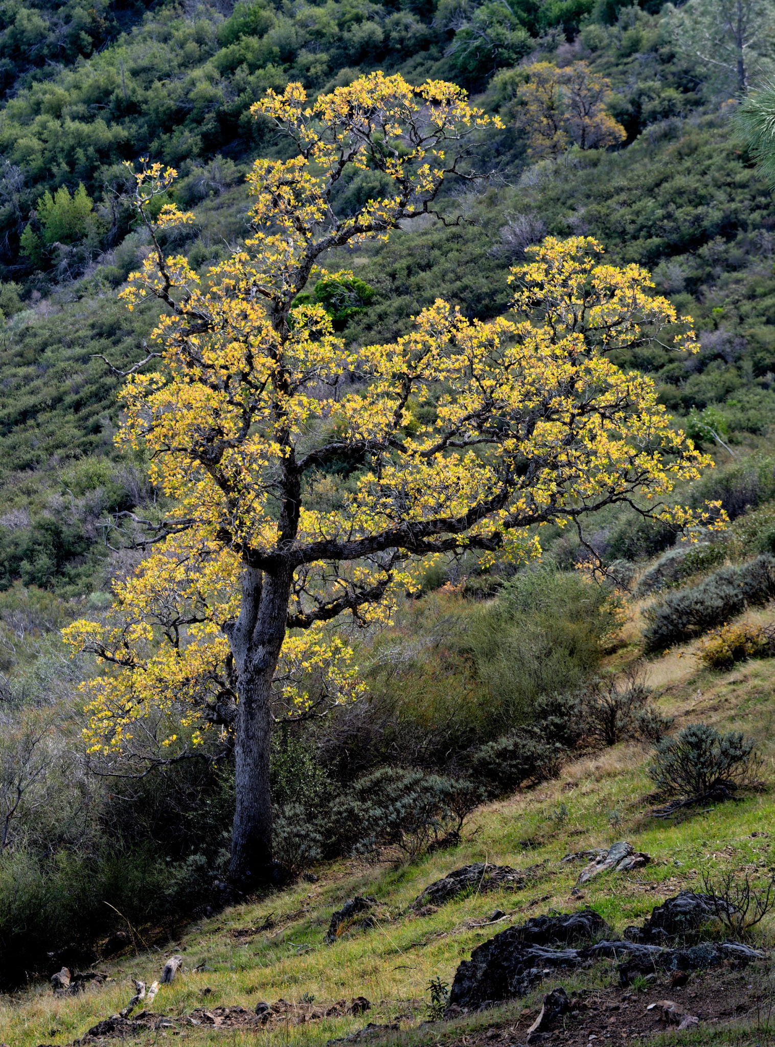 A tree with bright yellow autumn leaves stands on a grassy hillside, surrounded by dense green shrubs and forested slopes.