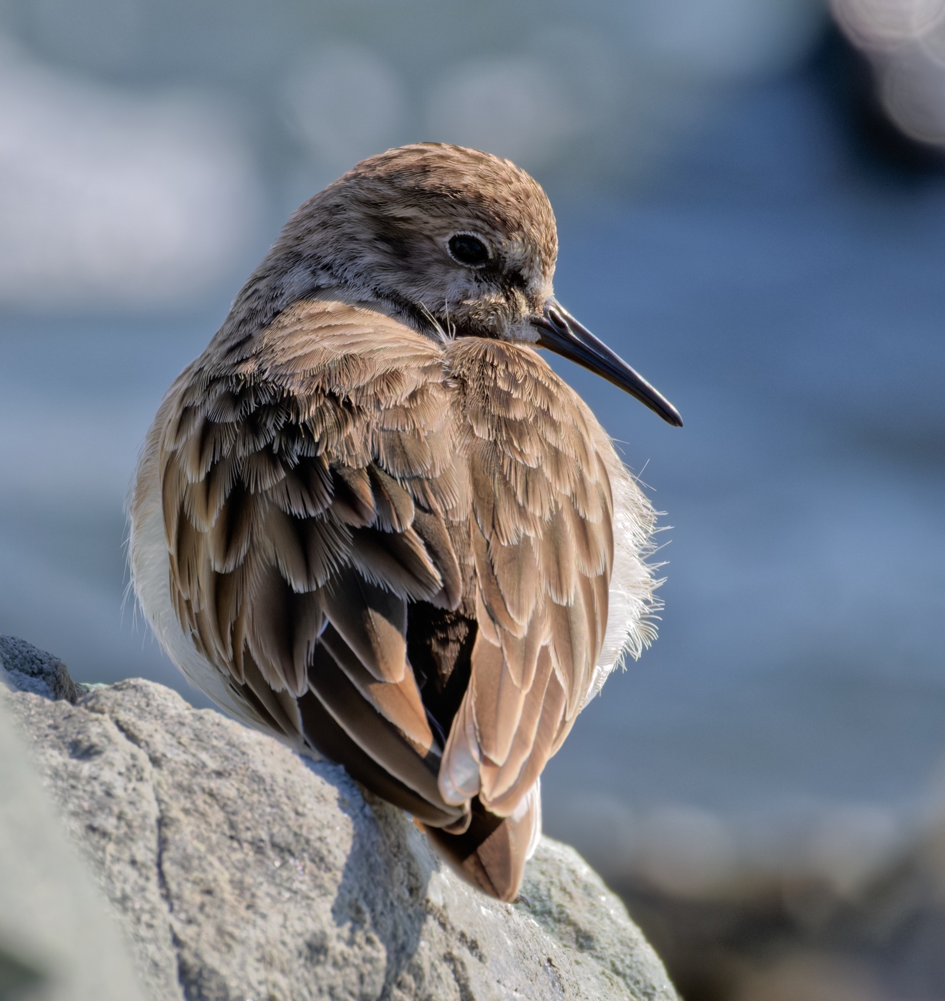 A Least Sandpiper perches on a rough grey rock, its brown and white feathers ruffled as it tucks its head down.