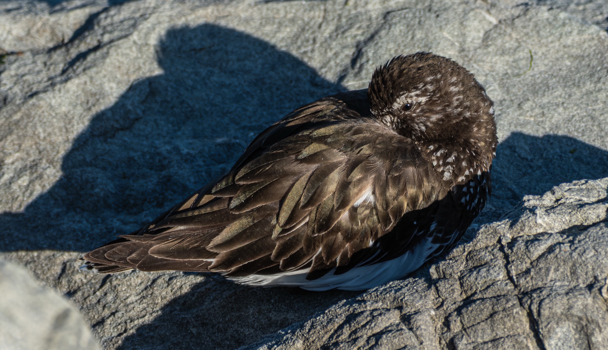 A Black Turnstone rests on a sunlit rock, its head tucked into its back feathers, casting a sharp shadow.