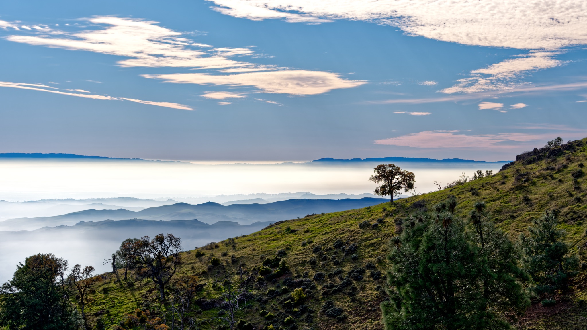 A lone tree stands on a grassy hillside at Mt Diablo, with a sea of clouds filling the valley below and distant ridges fading into the mist.