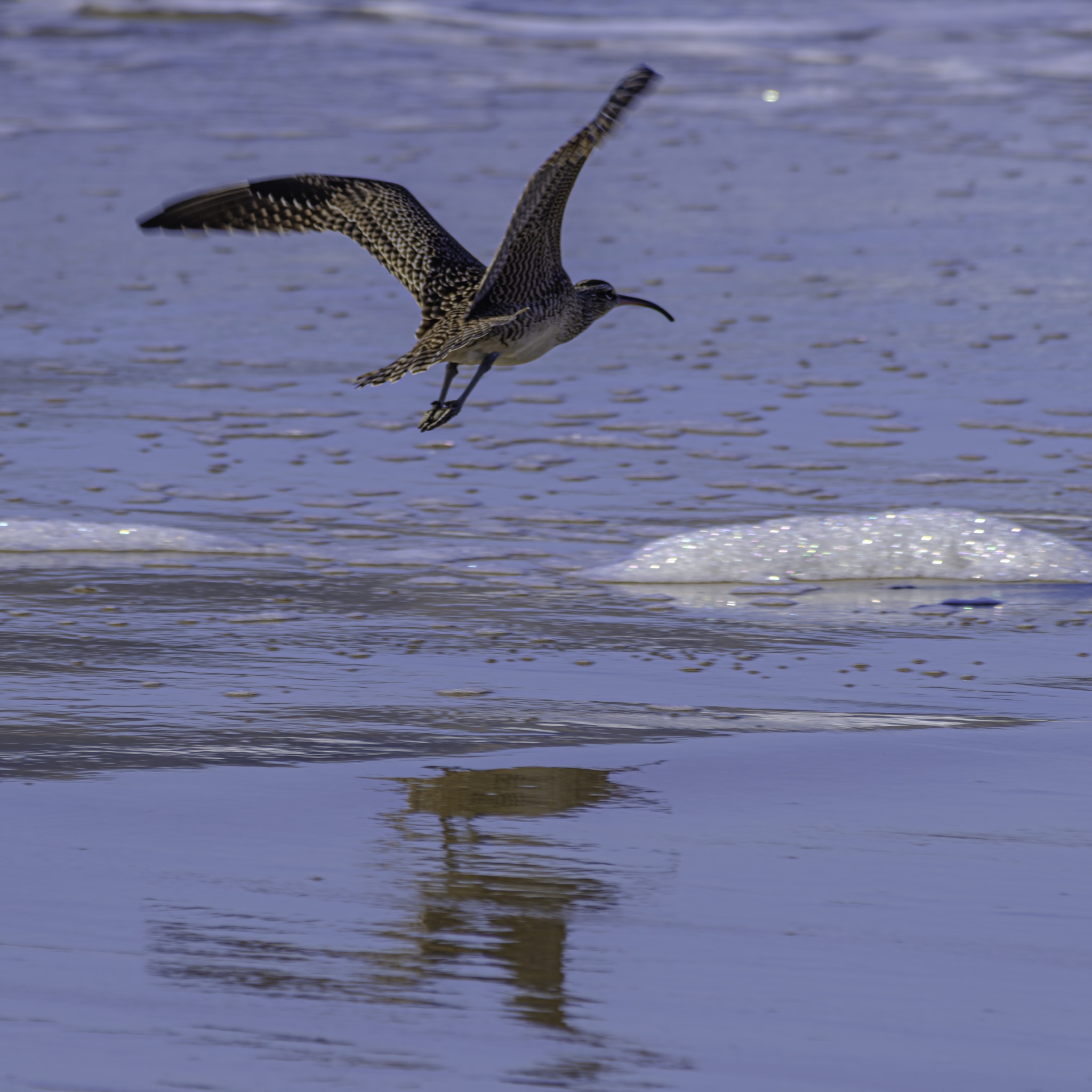 A Hudsonian Whimbrel flies low over wet sand, its wings spread and legs trailing, with its reflection visible in the shallow water below.
