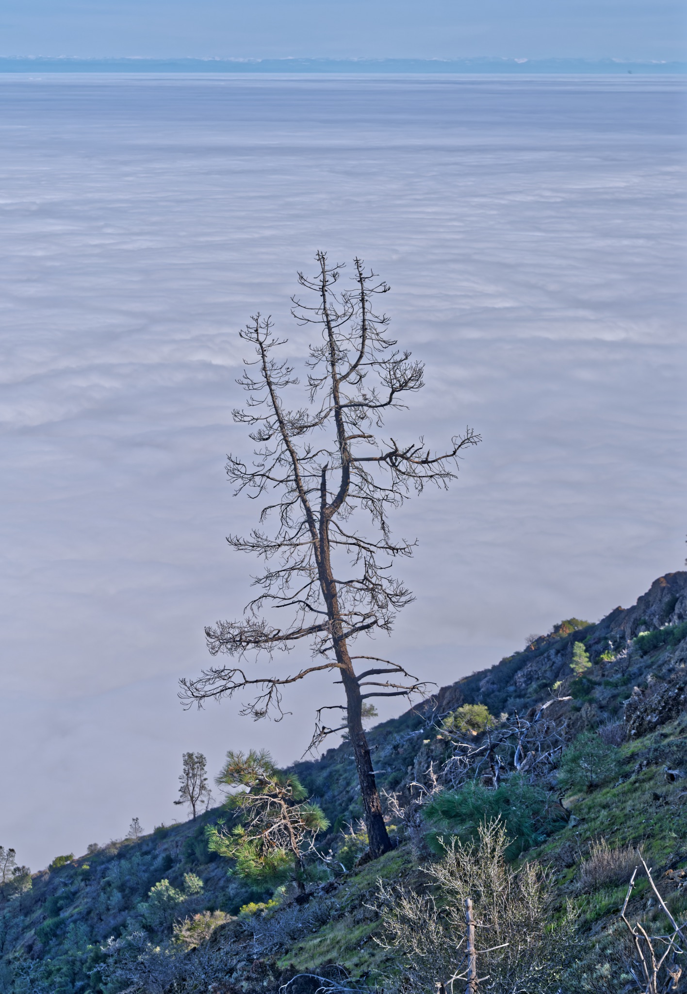 A leafless, dead tree stands on a grassy hillside above a vast sea of clouds, with a distant mountain range visible on the horizon.