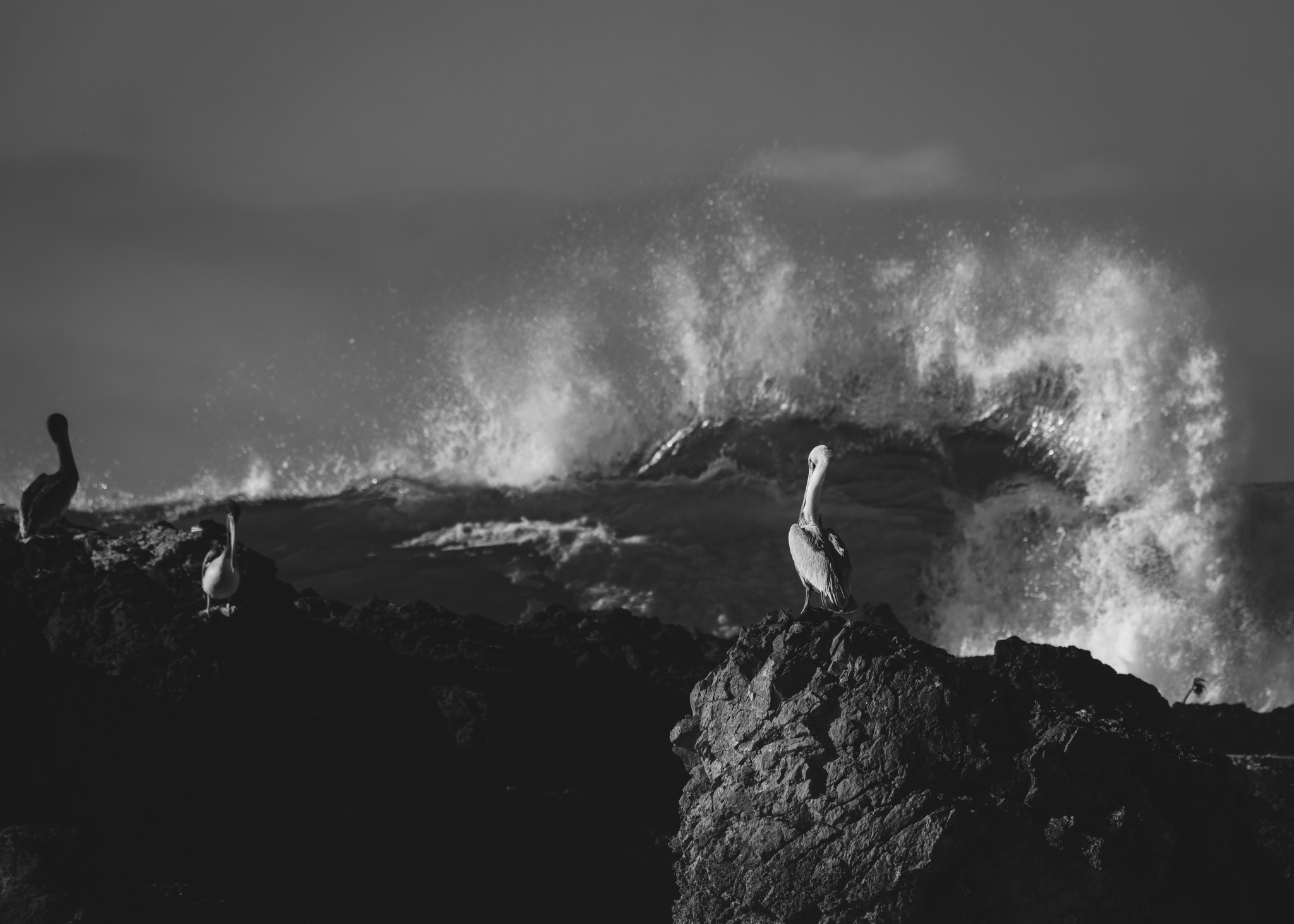 A brown pelican perches on a dark rock as a large wave crashes and sprays white foam behind it.