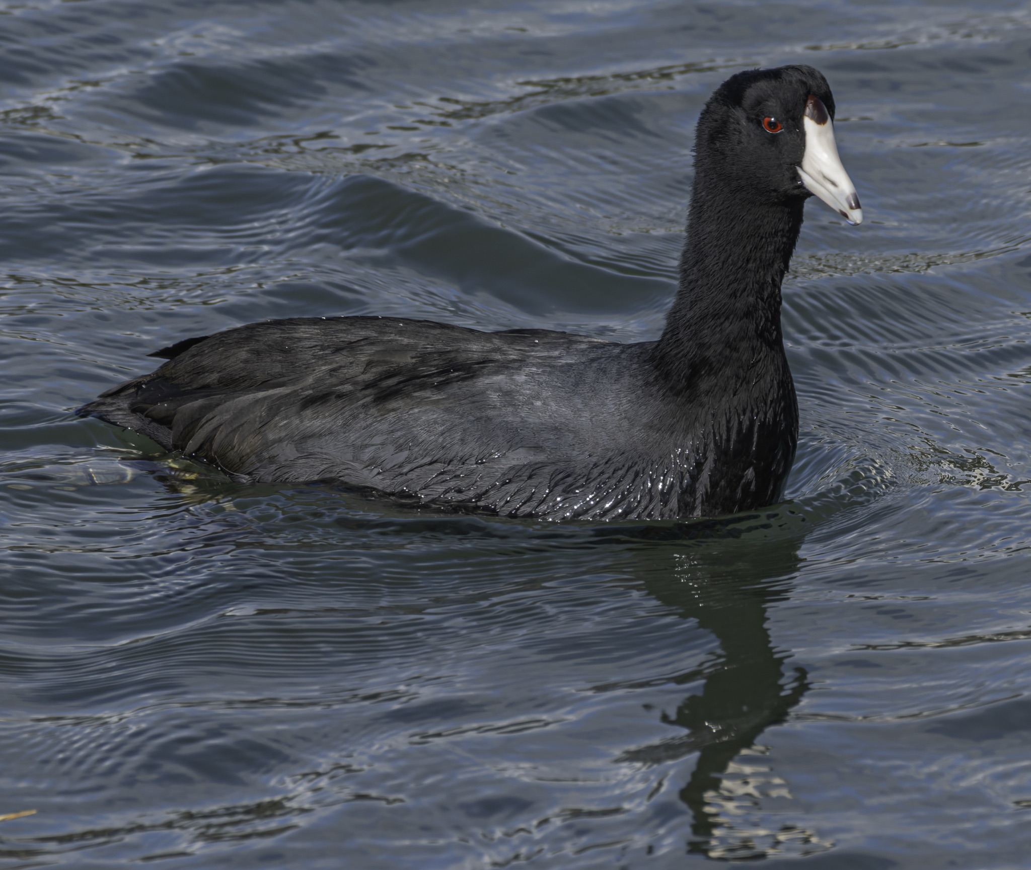 An American Coot with a white bill and red eye glides through rippling blue water, its dark body casting a faint reflection.
