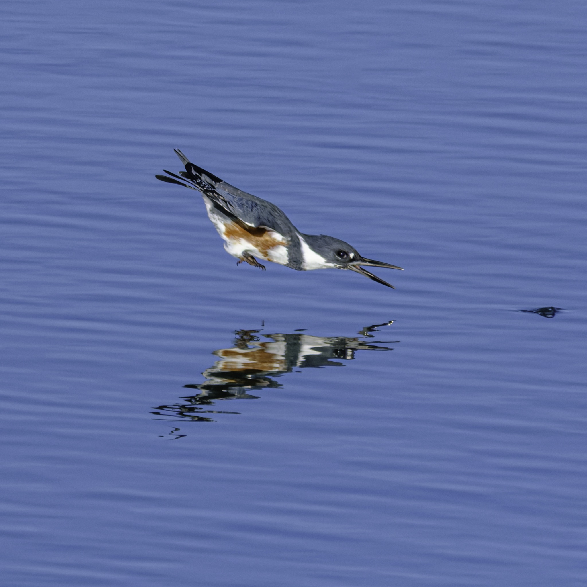 A Belted Kingfisher flies low over calm blue water, its reflection visible on the surface below.