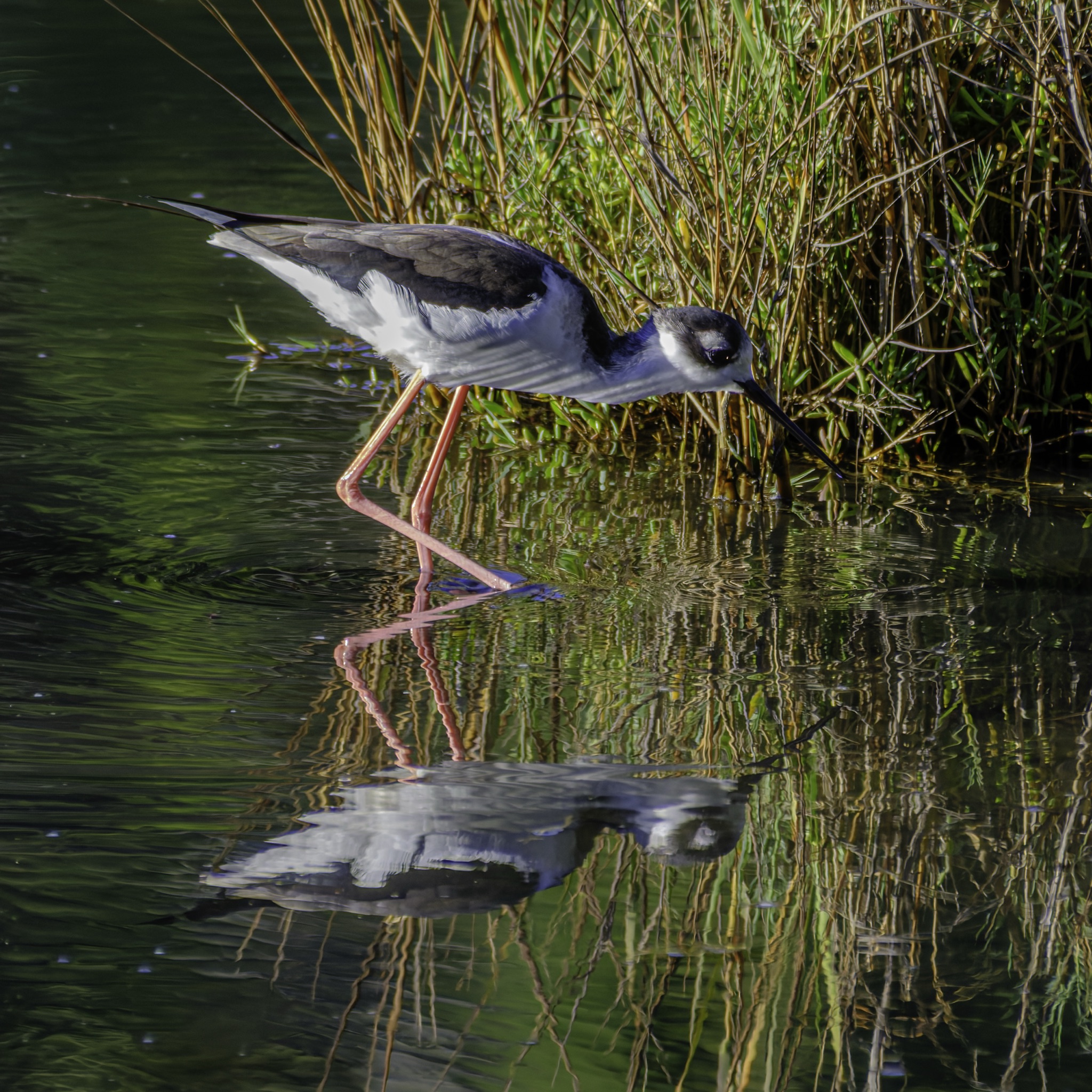 A black-necked stilt with long pink legs and a thin beak probes the water's edge among reeds, its reflection shimmering below.