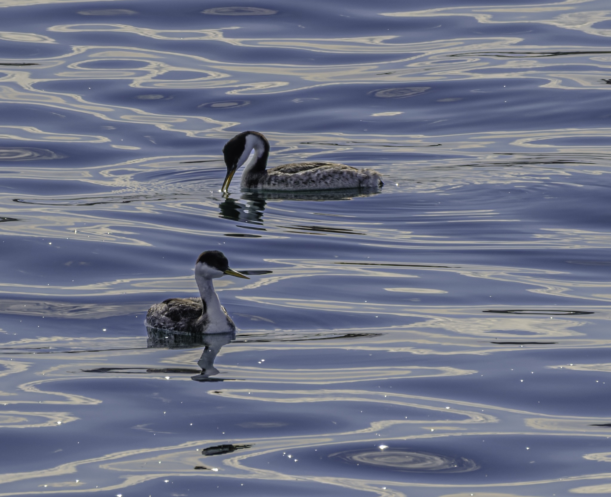 Two Western Grebes float on calm water, one dipping its head to drink while the other looks ahead.