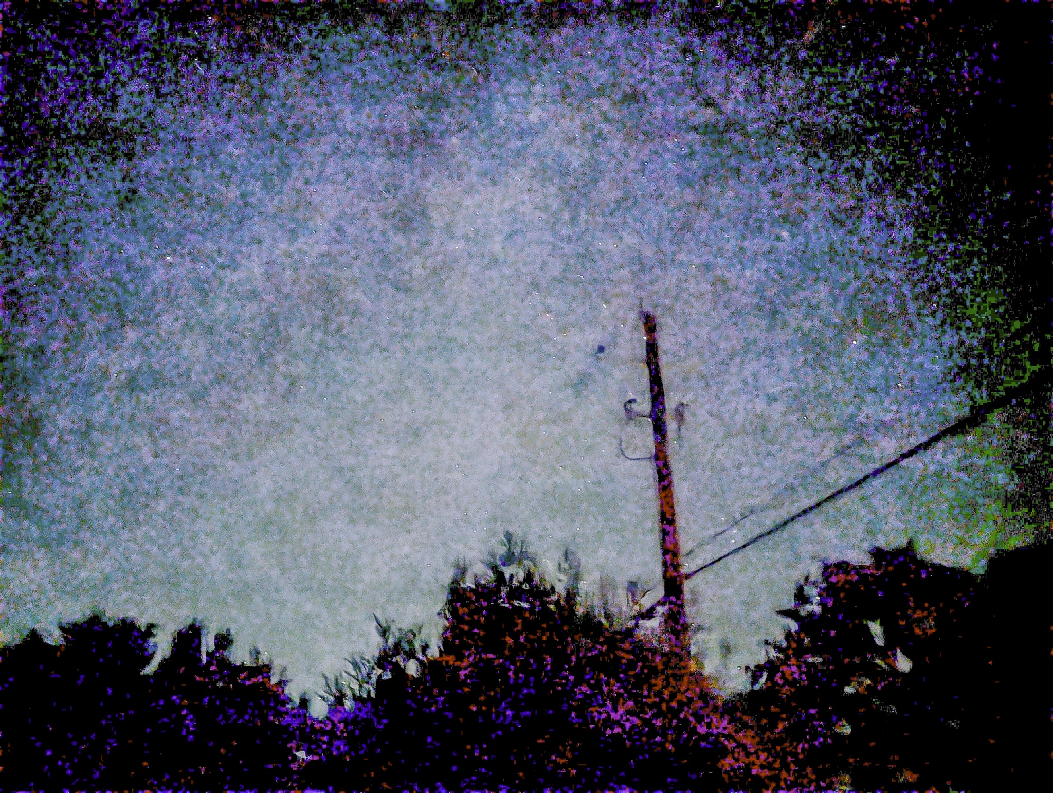 A weathered wooden utility pole with crossarms and wires rises from dark shrubbery against a pale, overcast sky.