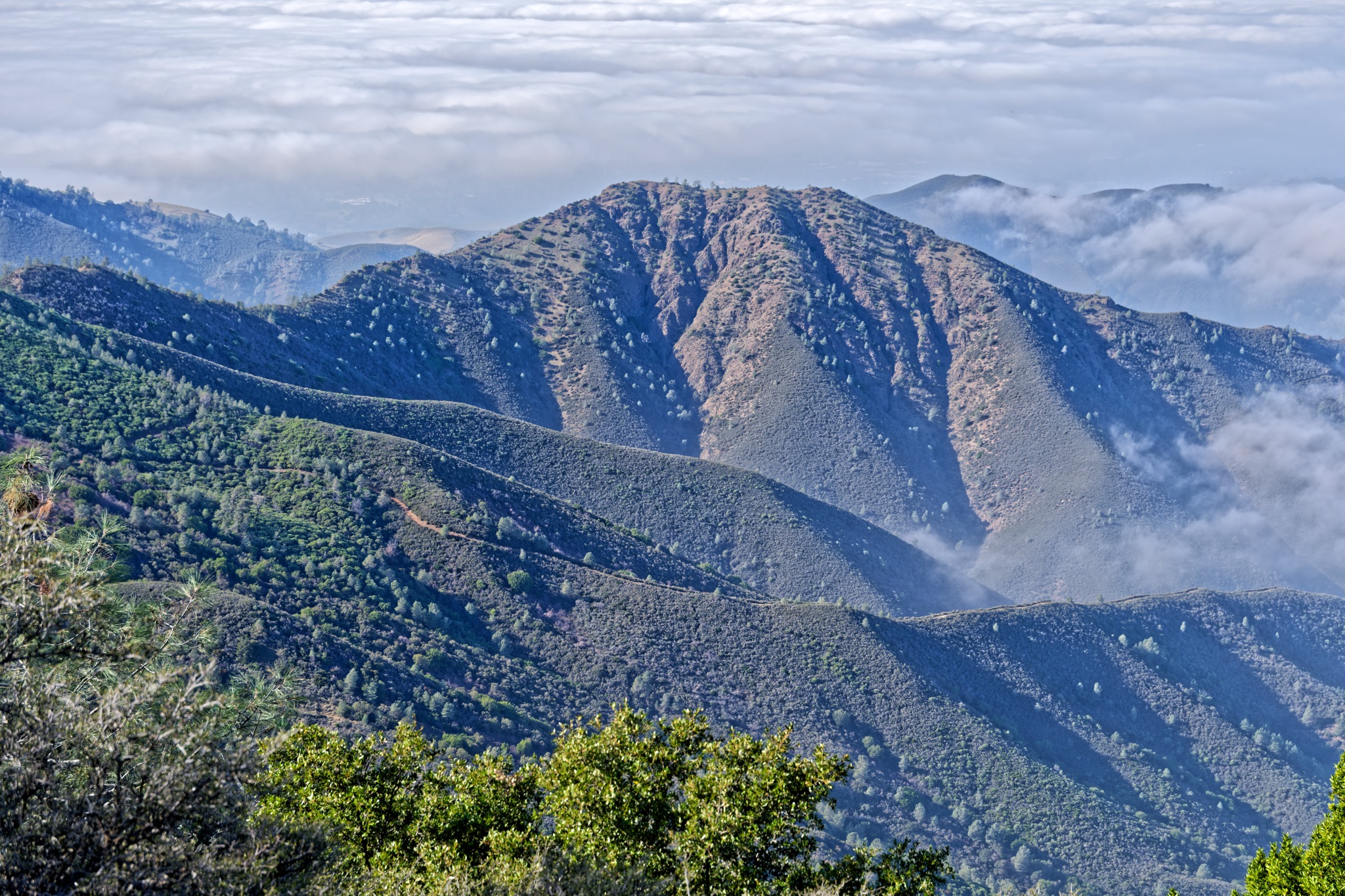 Sunlit ridgelines of Mt Diablo rise above a sea of low clouds, with a narrow dirt trail winding through the green slopes.